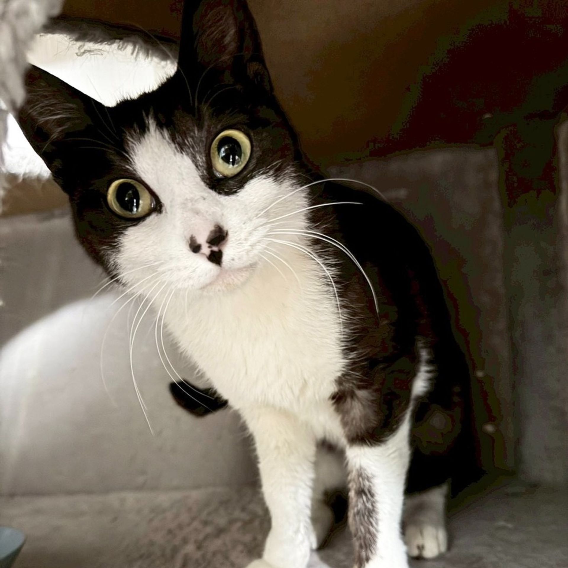 雑種（ミックス猫）・メスの里親募集の写真