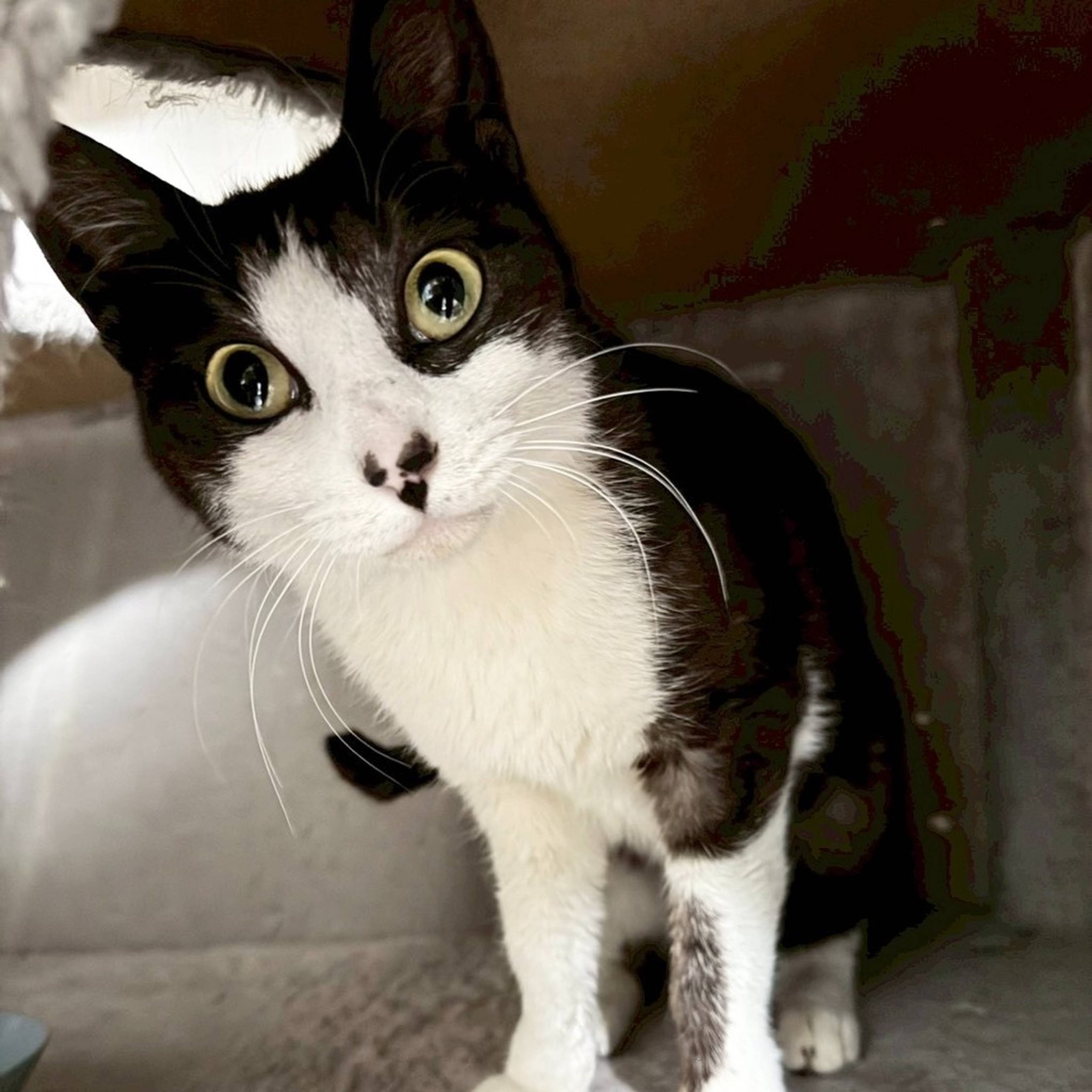 雑種（ミックス猫）・メスの里親募集の写真