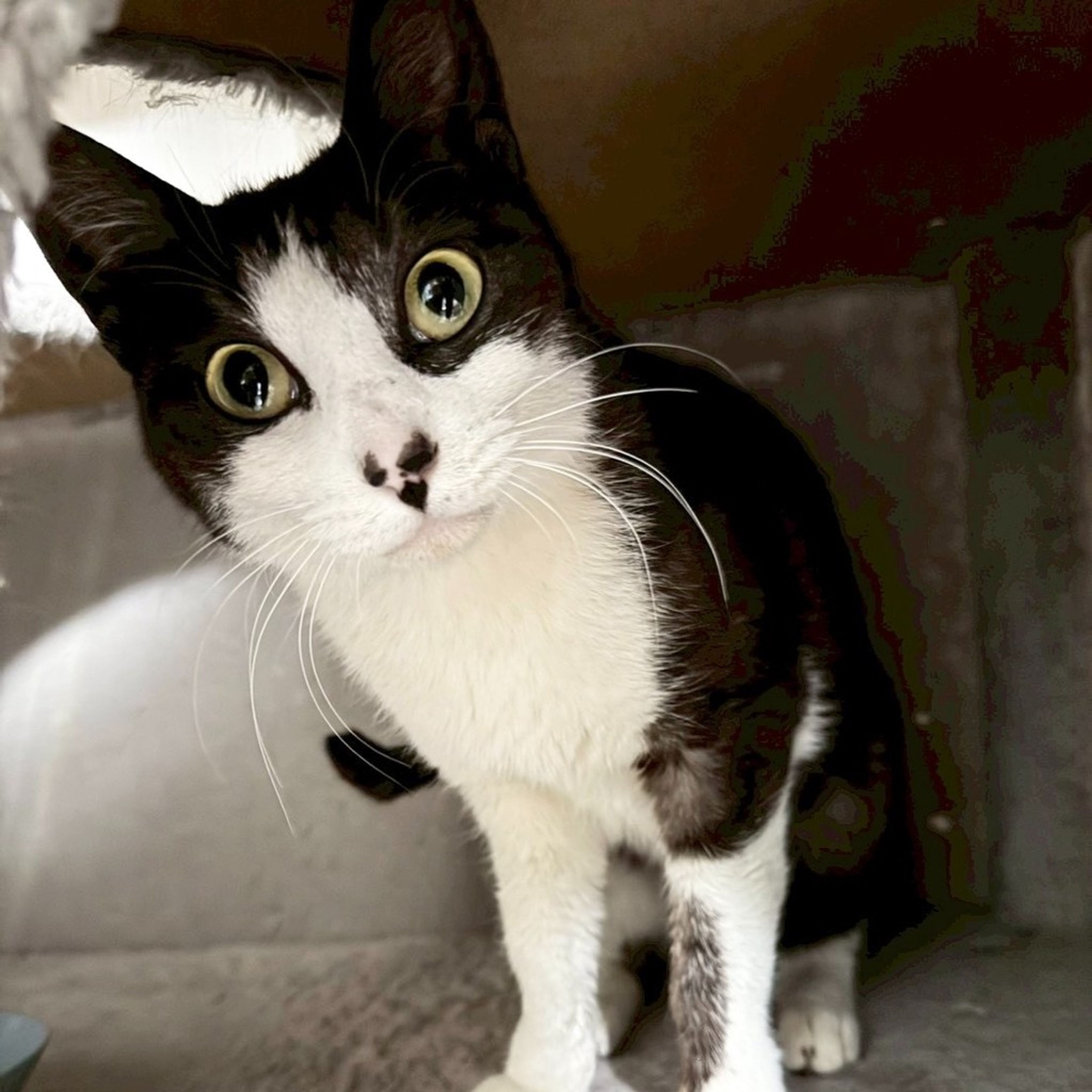 雑種（ミックス猫）・メスの里親募集の写真