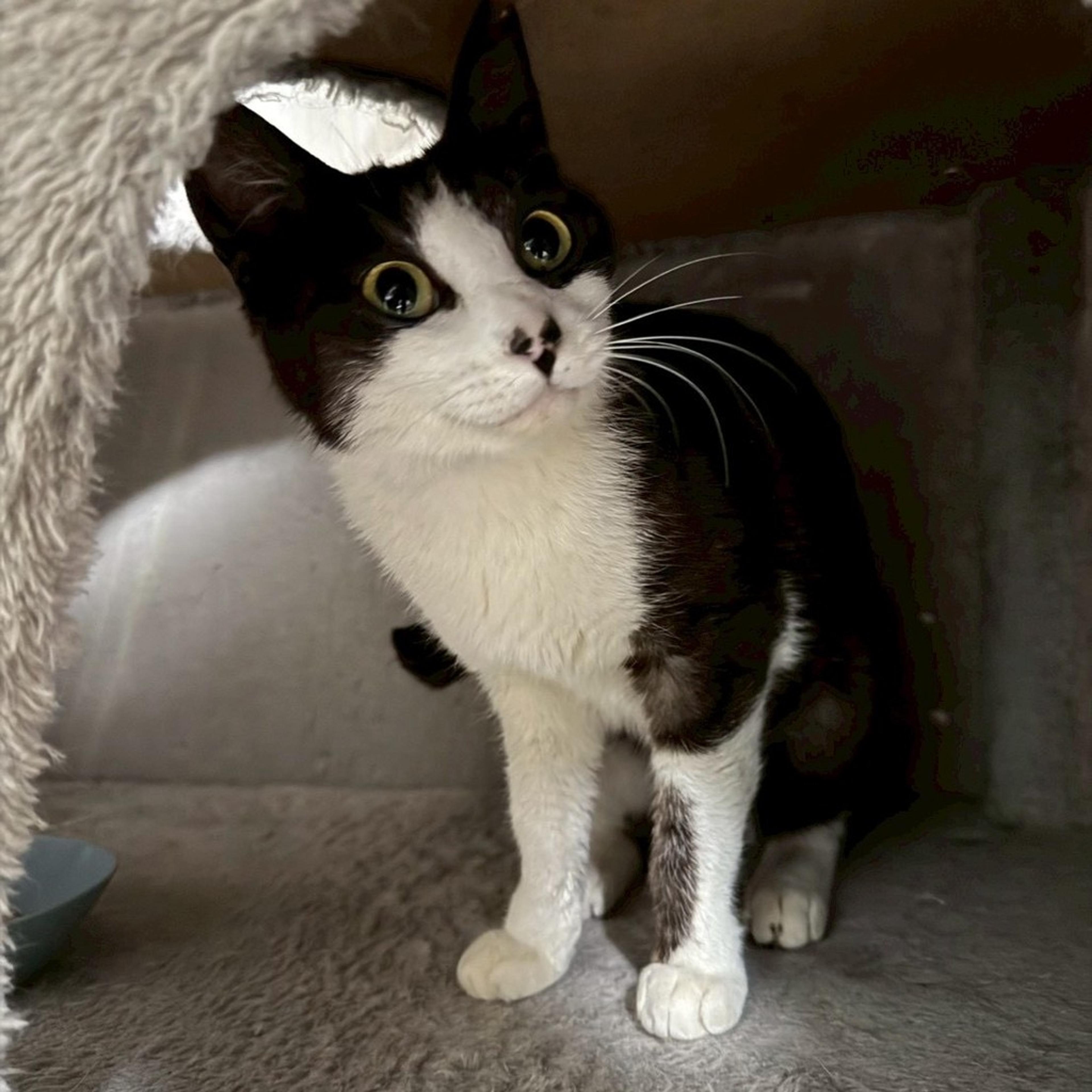 pet-image-2
