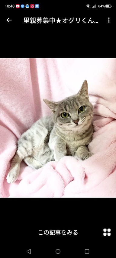 雑種（ミックス猫）・オスの里親募集の写真