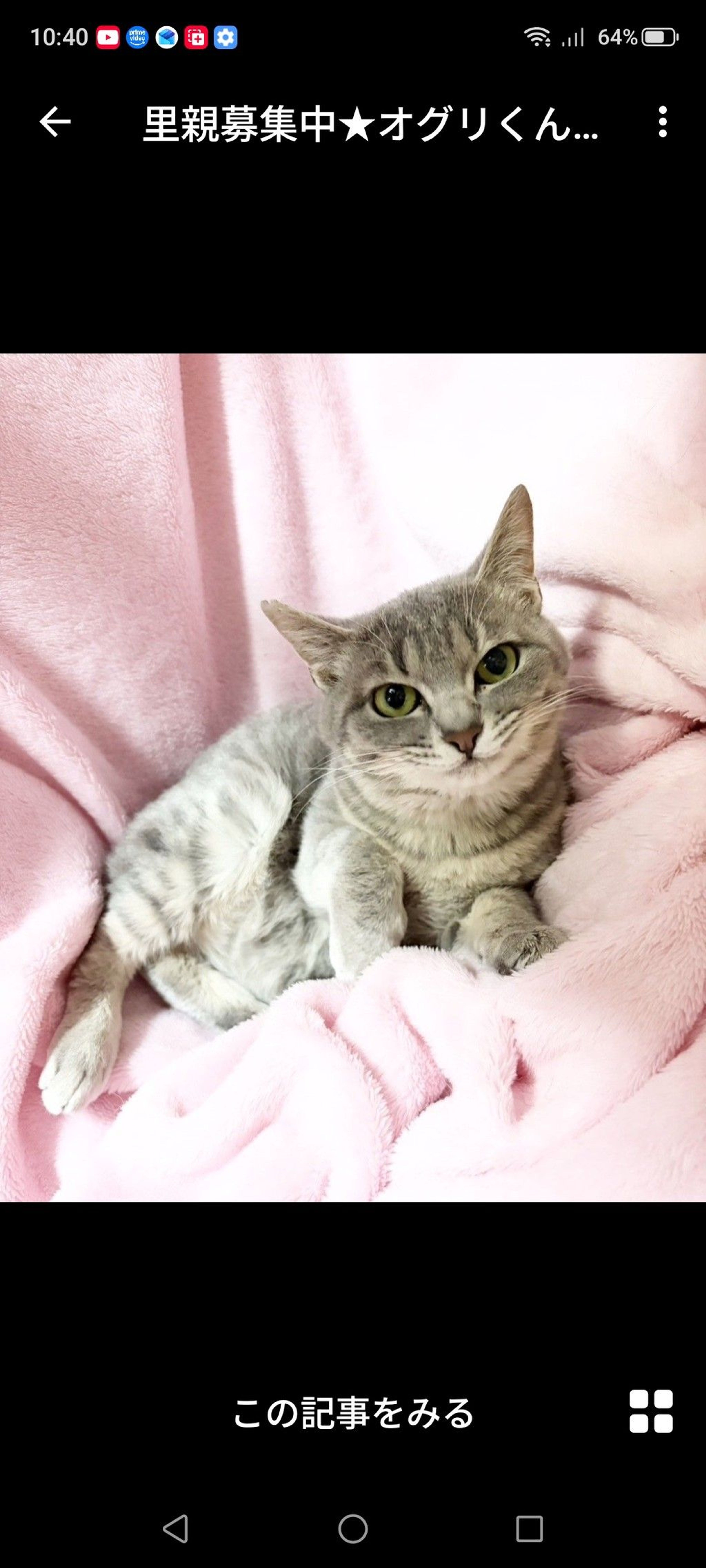 雑種（ミックス猫）・オスの里親募集の写真