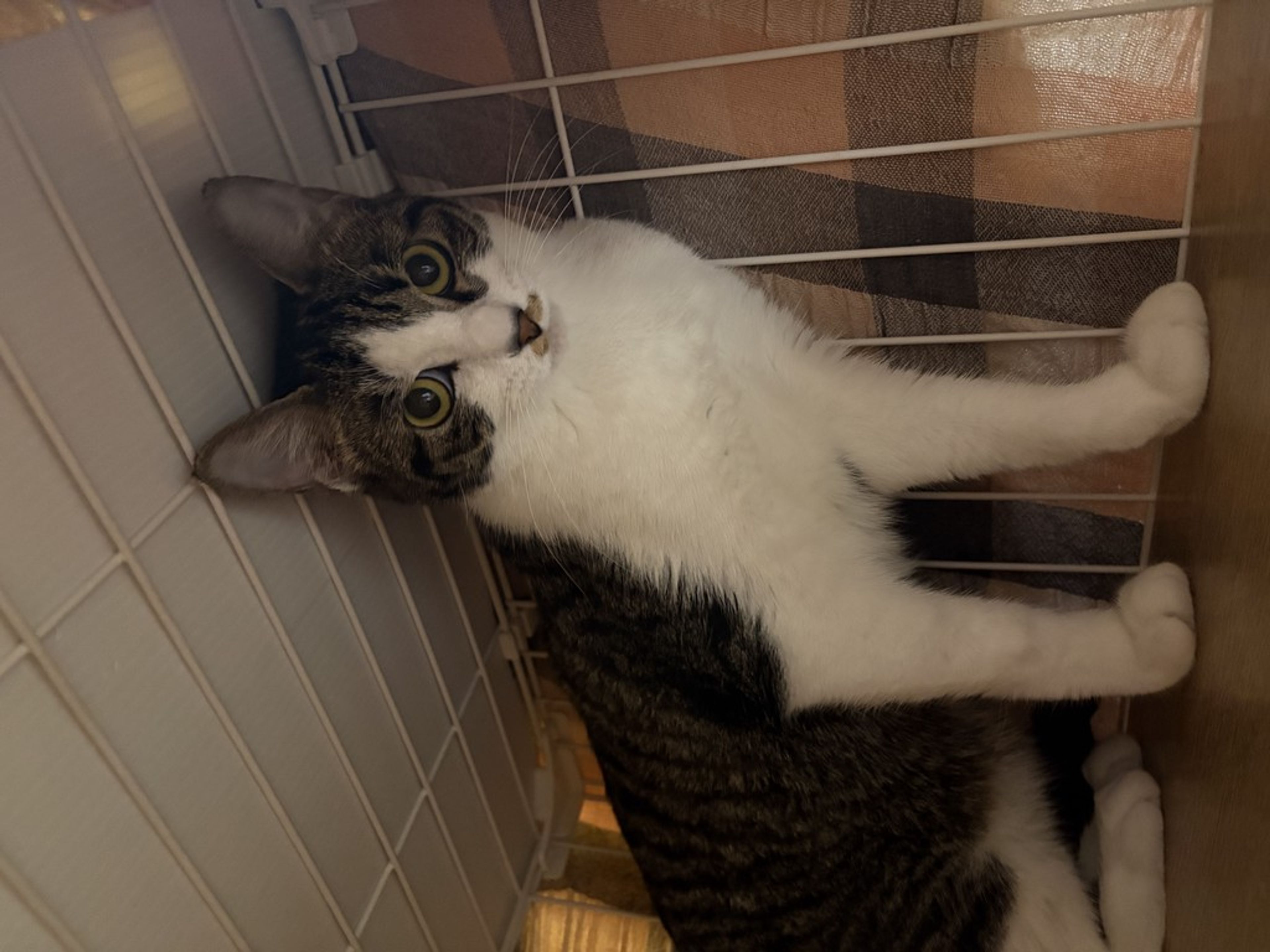 雑種（ミックス猫）・メスの里親募集の写真