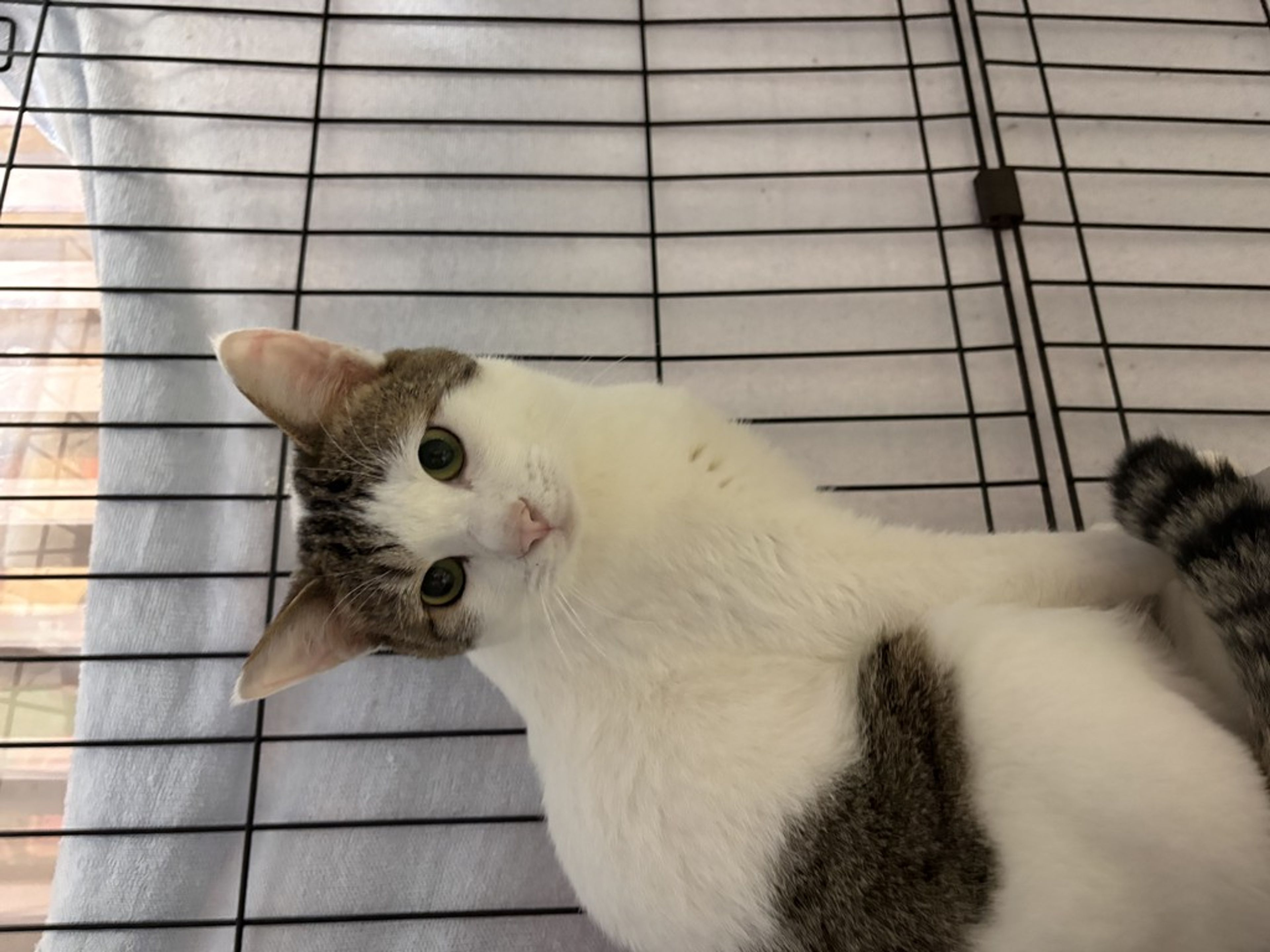 雑種（ミックス猫）・オスの里親募集の写真