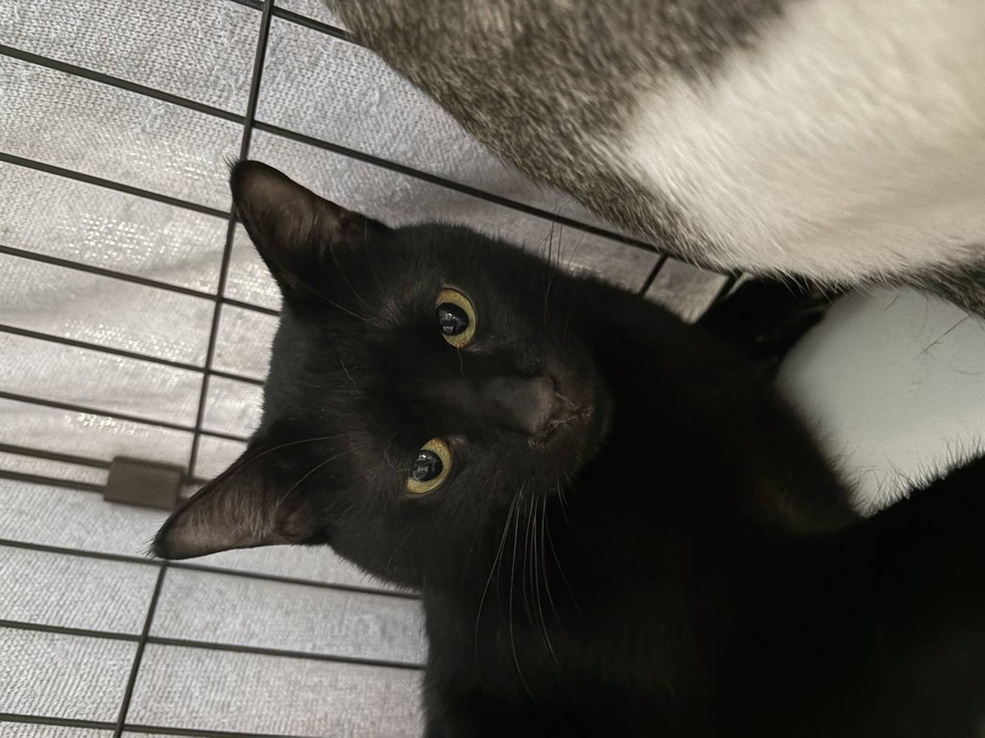 雑種（ミックス猫）・オスの里親募集の写真