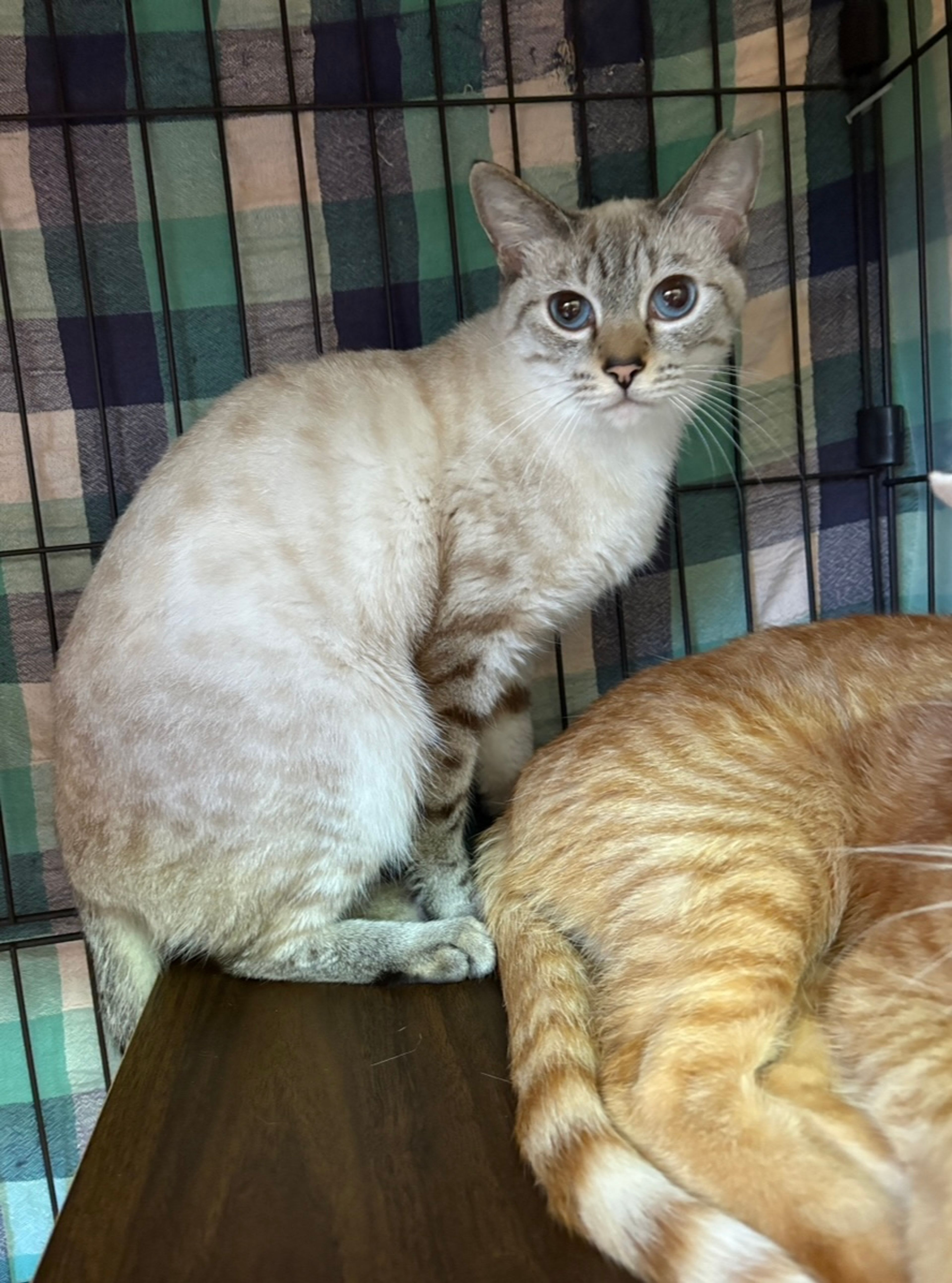 シャム・メスの里親募集の写真