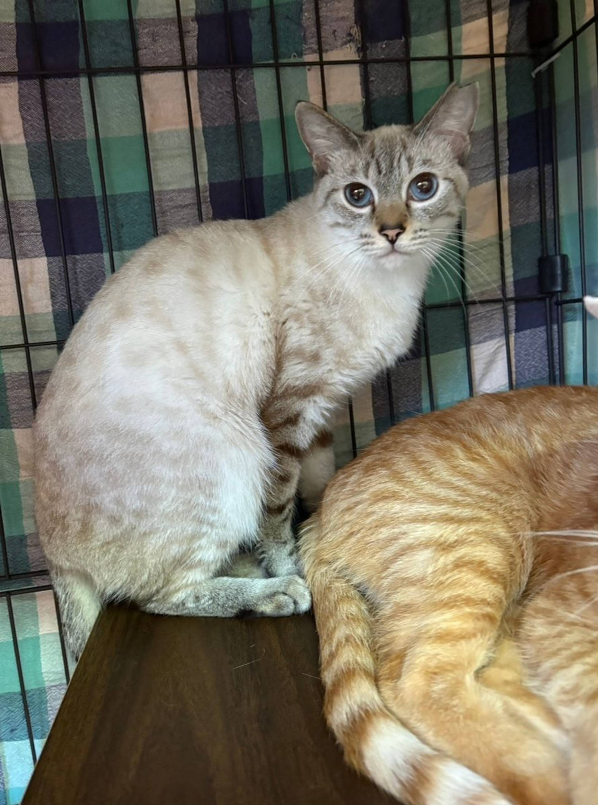 シャム・メスの里親募集の写真