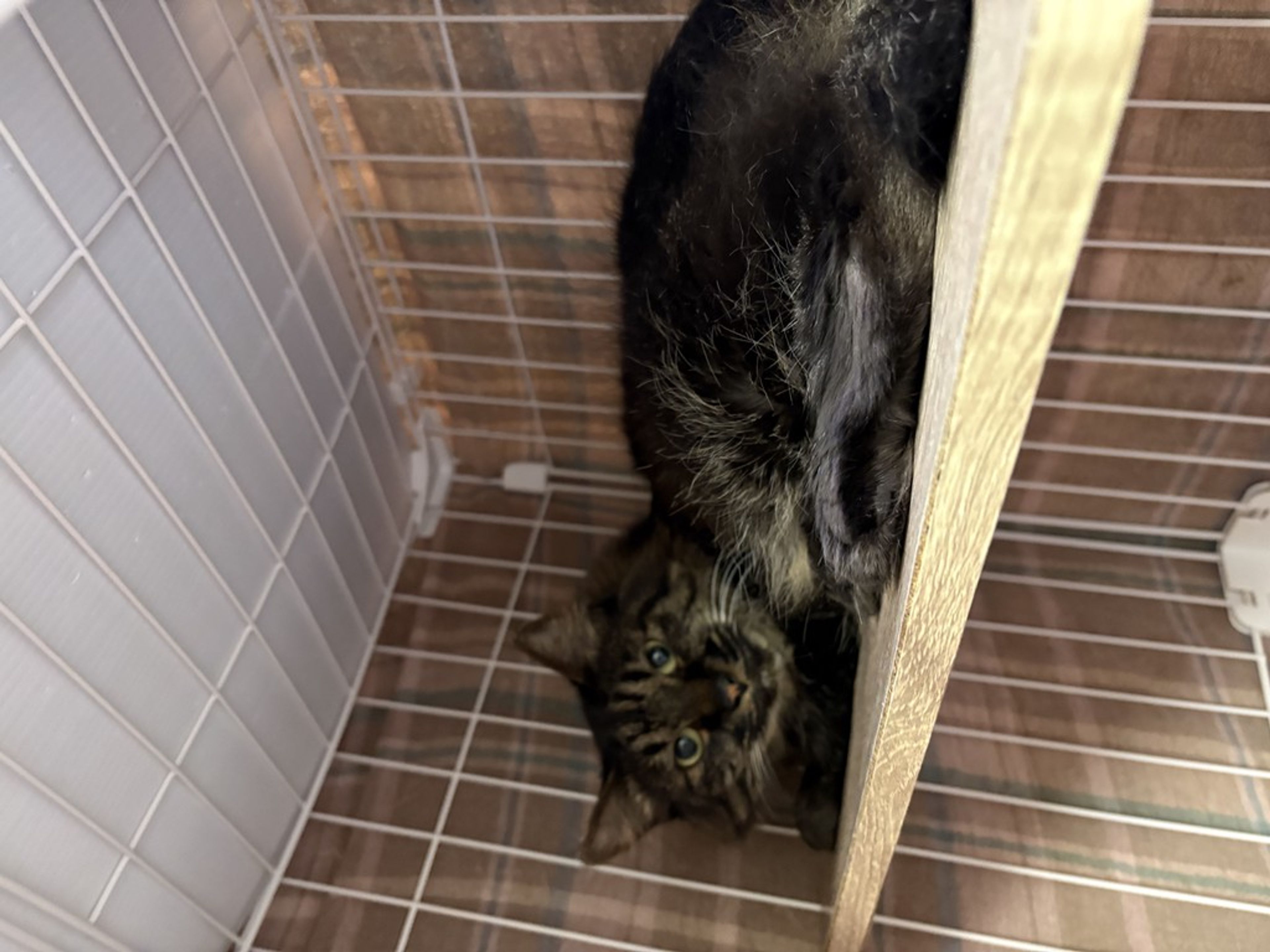 雑種（ミックス猫）・メスの里親募集の写真