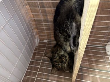 雑種（ミックス猫）・メスの里親募集の写真