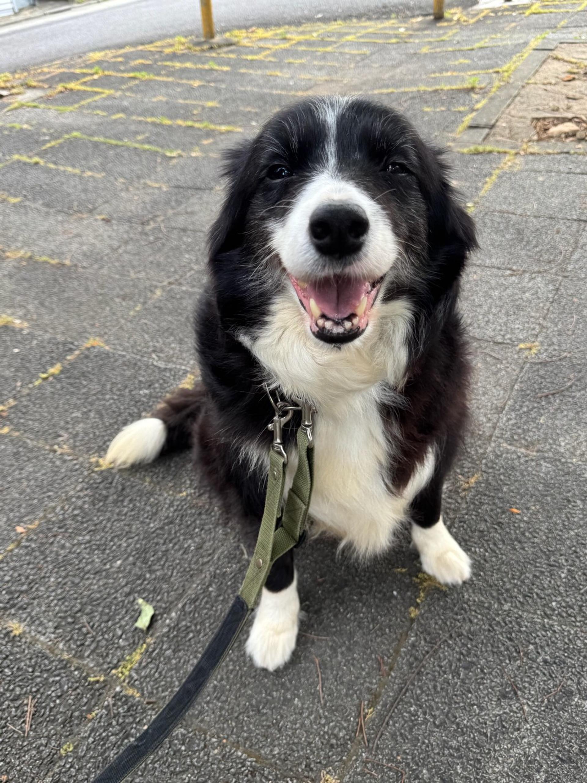 pet-image-2