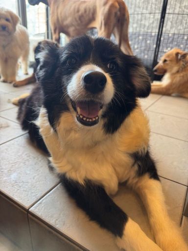 ボーダー・コリー・メスの里親募集の写真