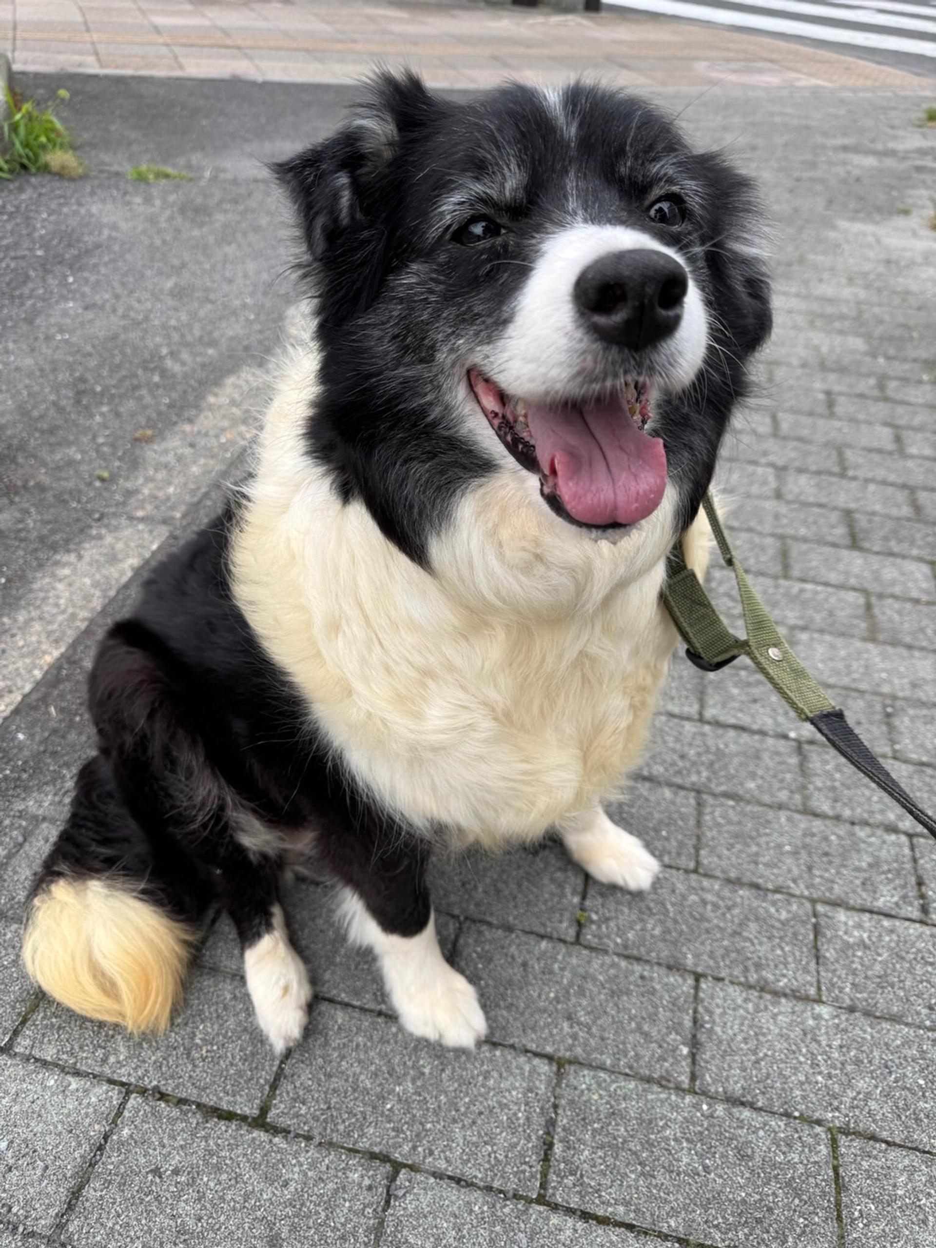 pet-image-2