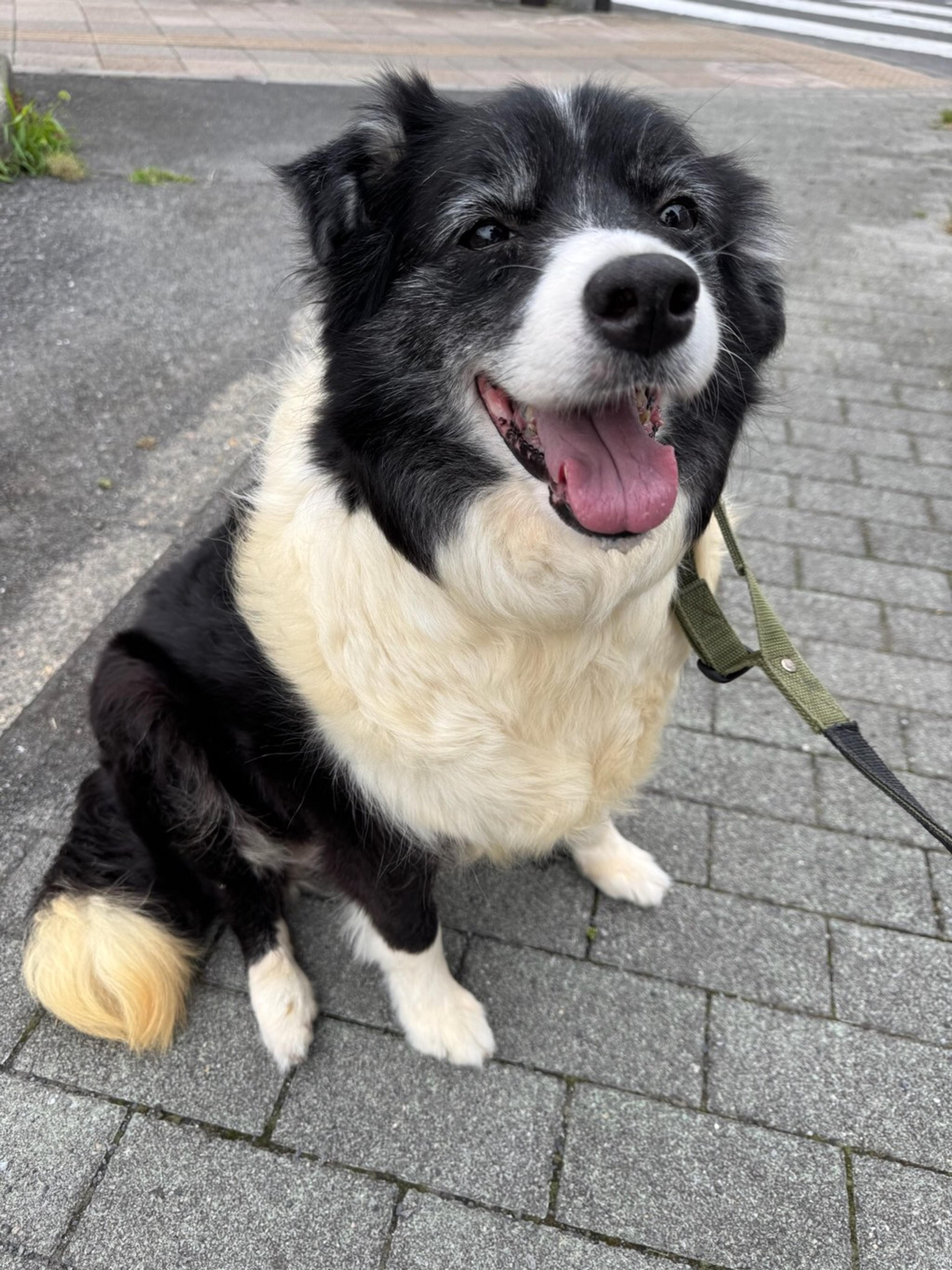 pet-image-2