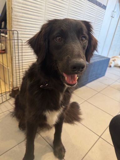 雑種（ミックス犬）・メスの里親募集の写真