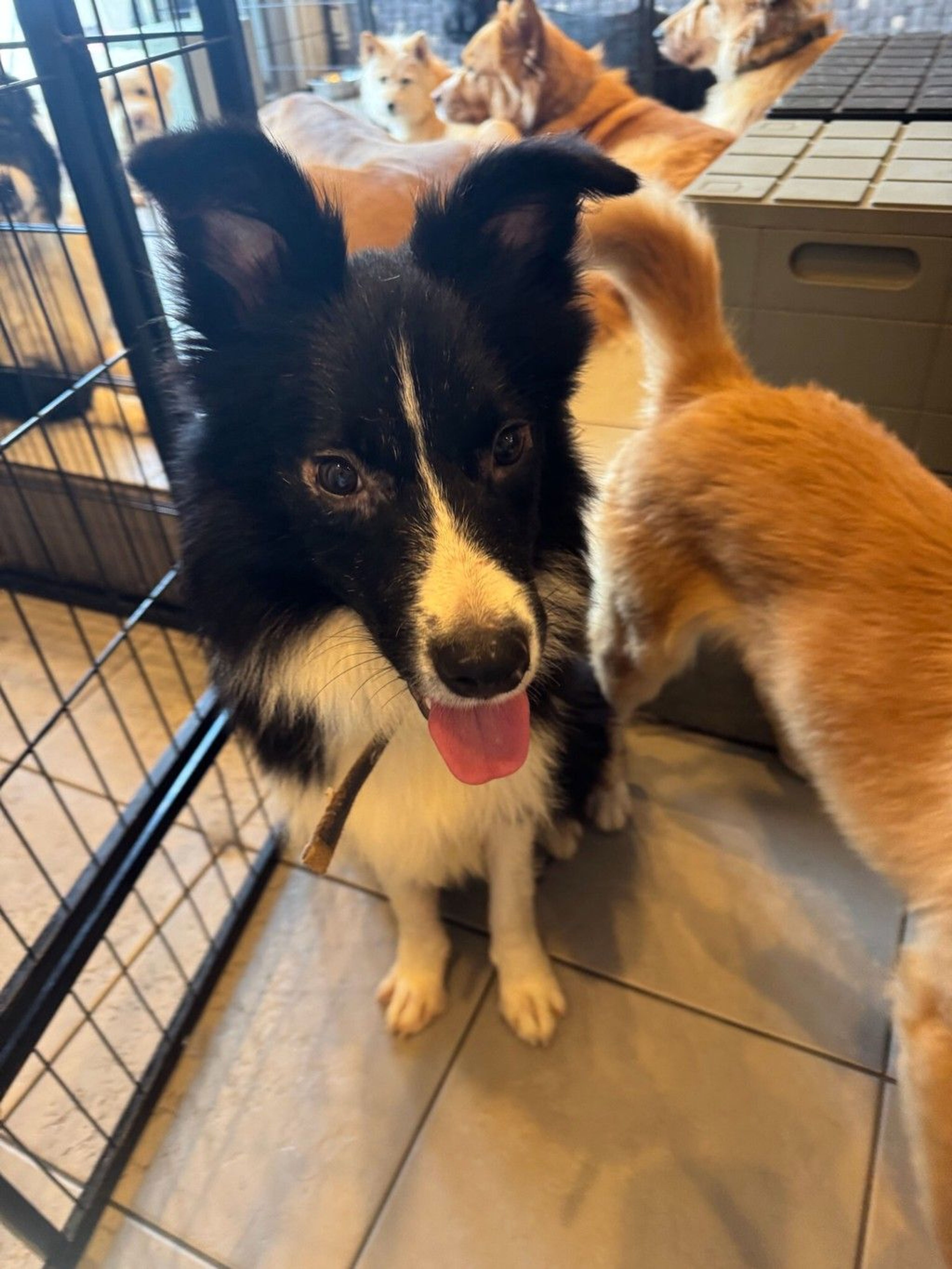 ボーダー・コリー・オスの里親募集の写真