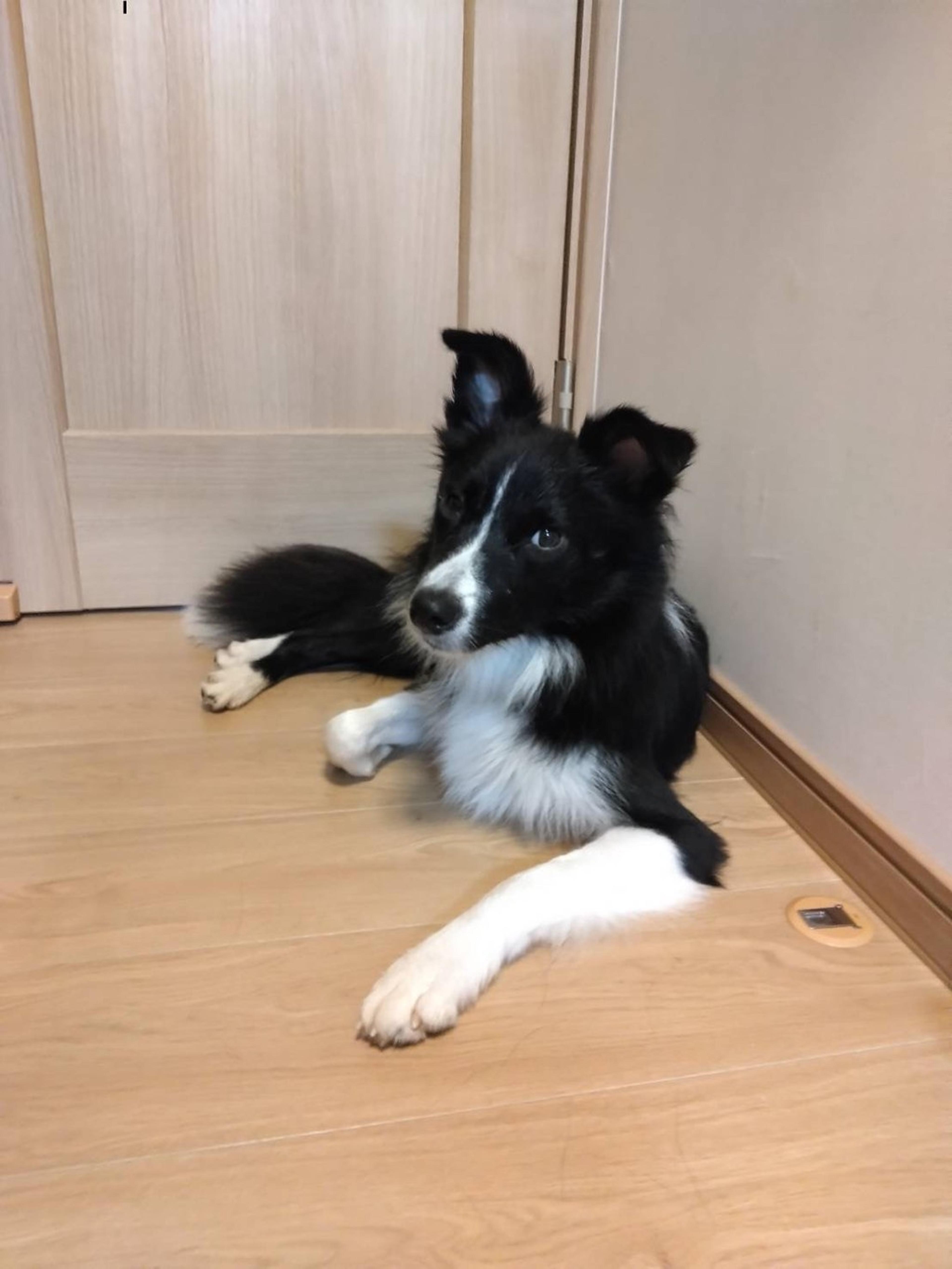pet-image-3