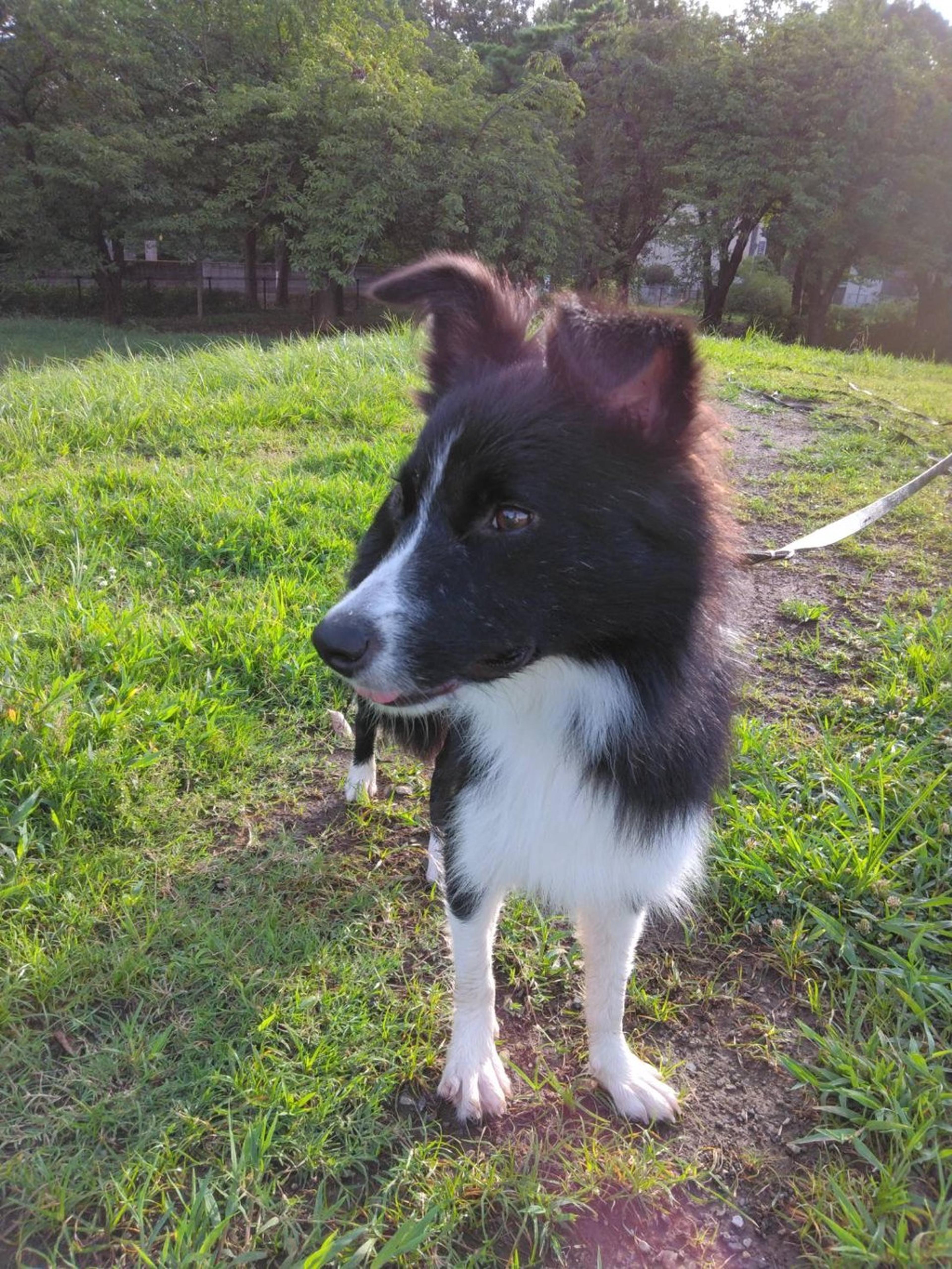 pet-image-4