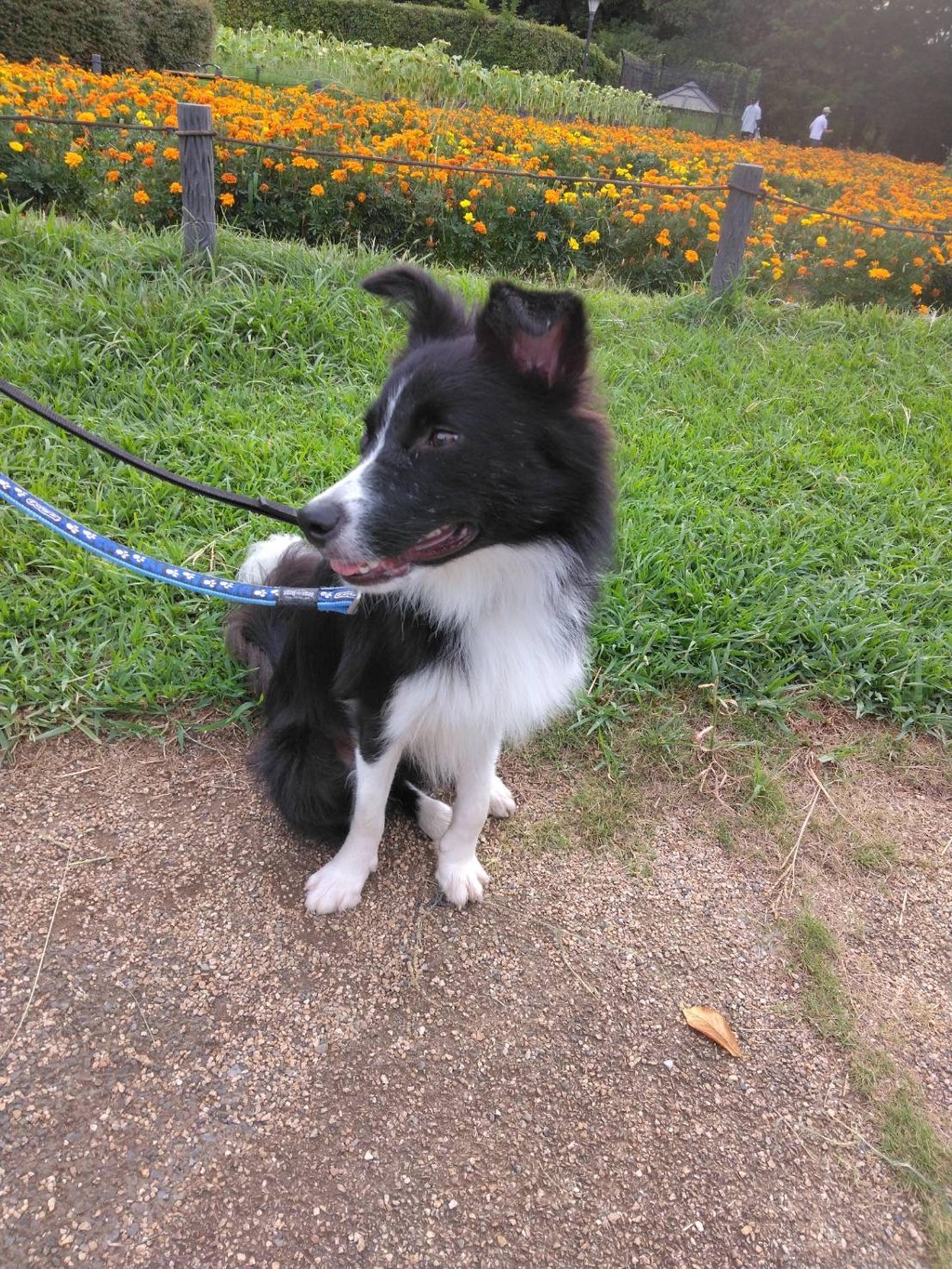 pet-image-5