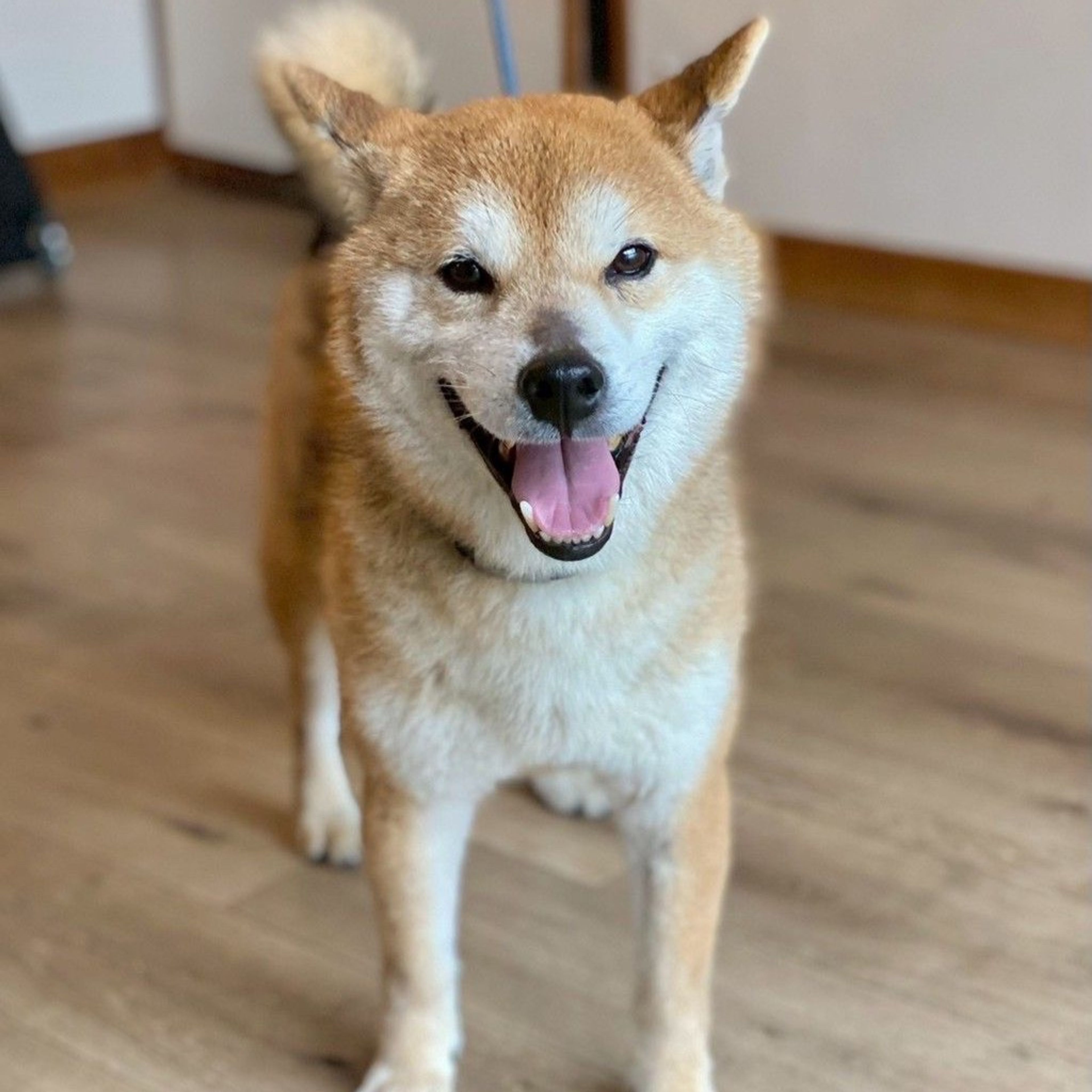 柴犬・オスの里親募集の写真