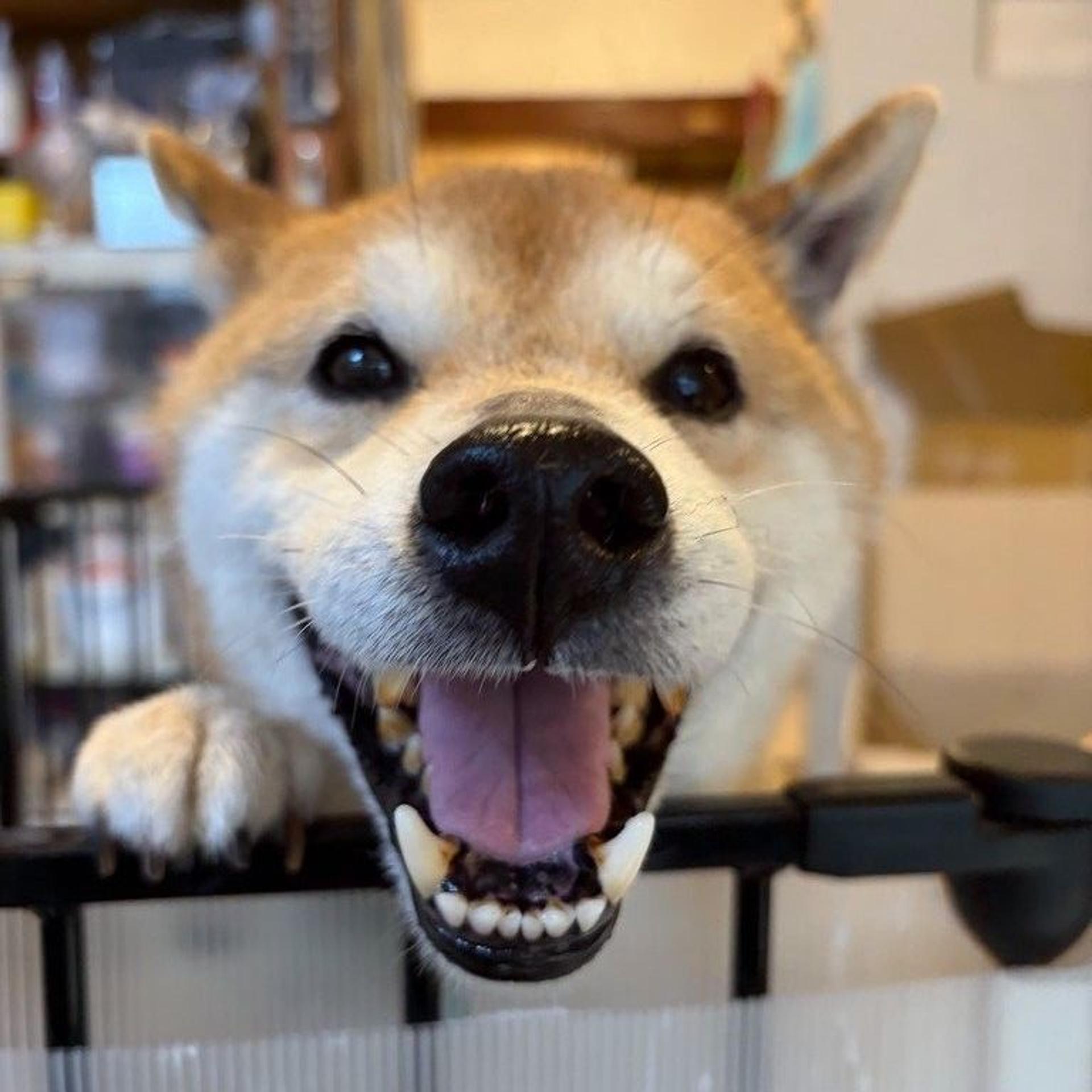 pet-image-5