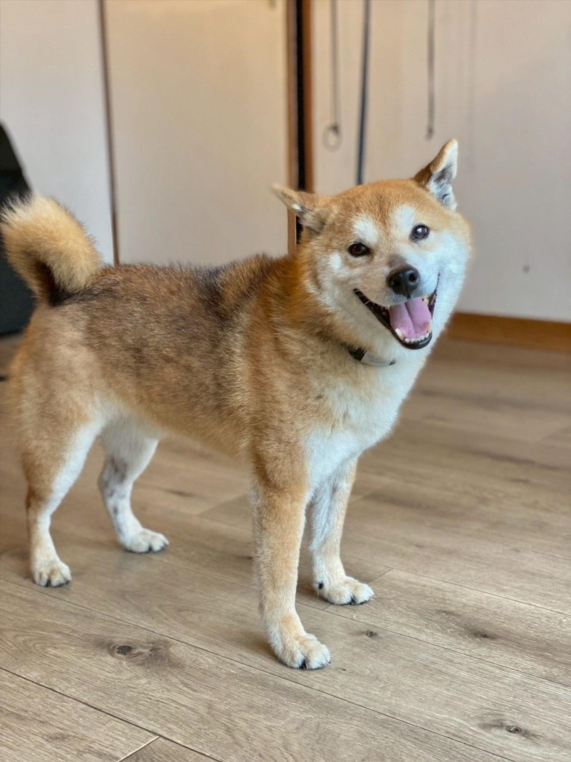pet-image-6