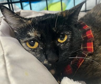 雑種（ミックス猫）・メスの里親募集の写真