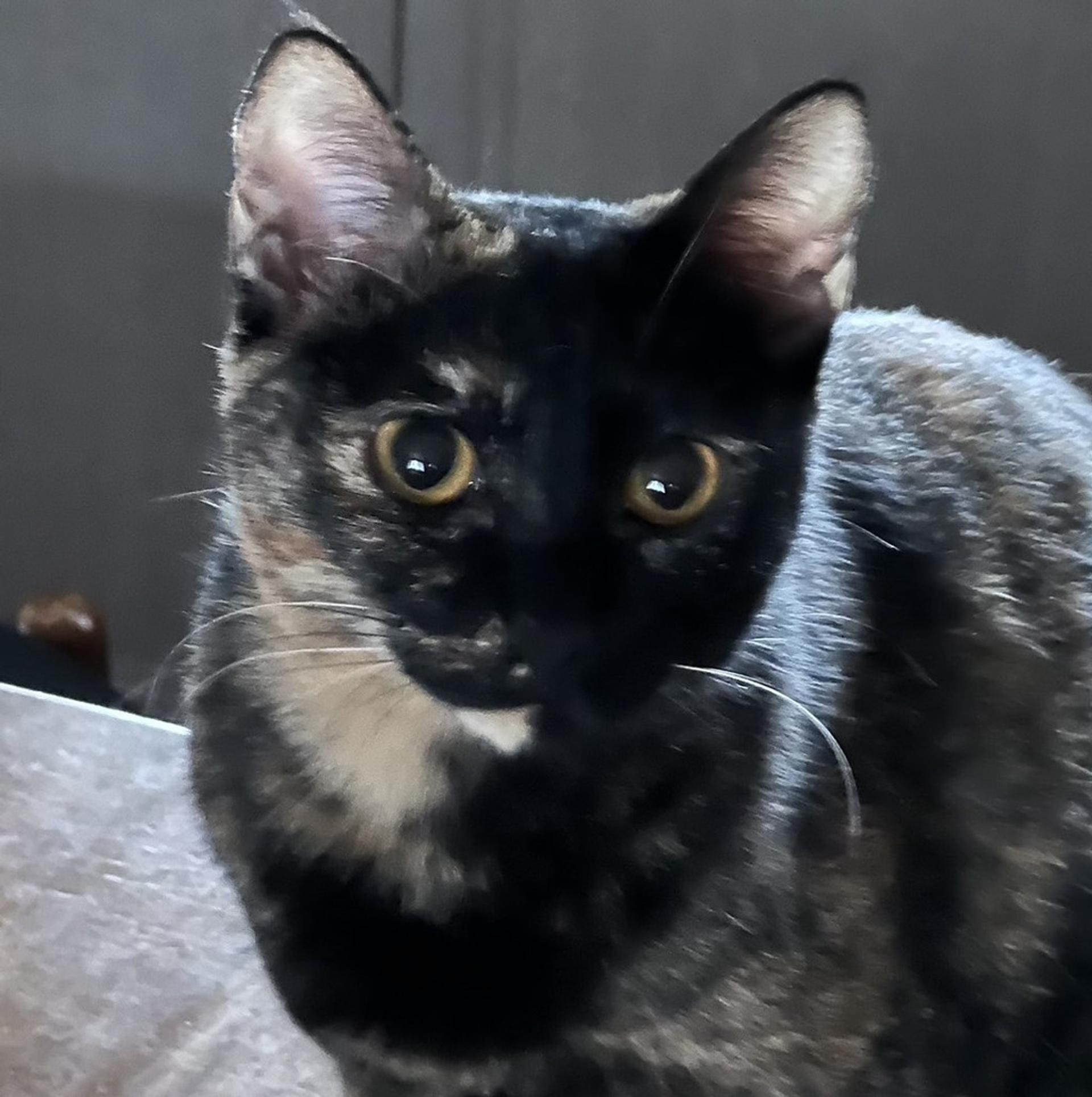 pet-image-5