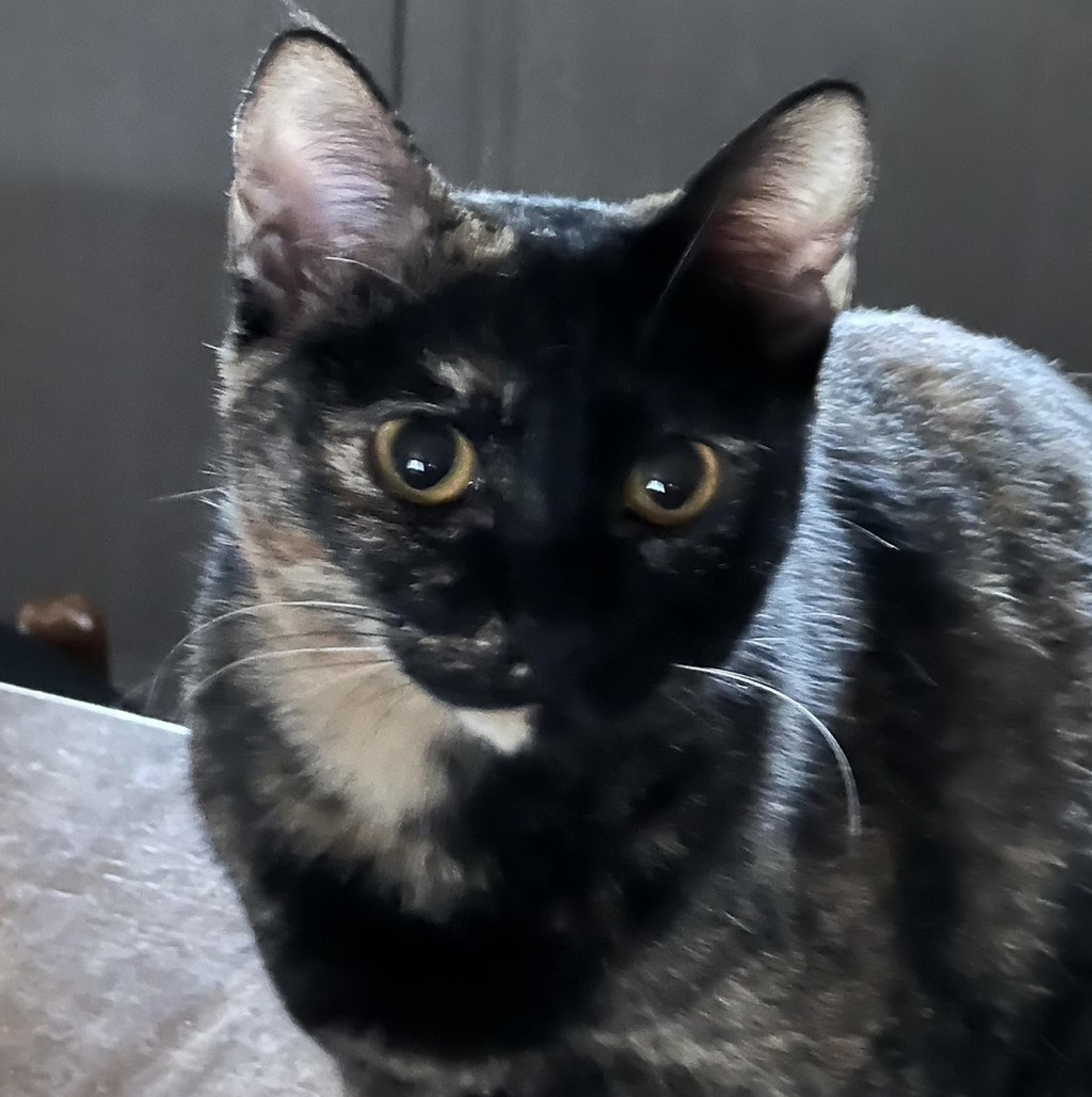 pet-image-5
