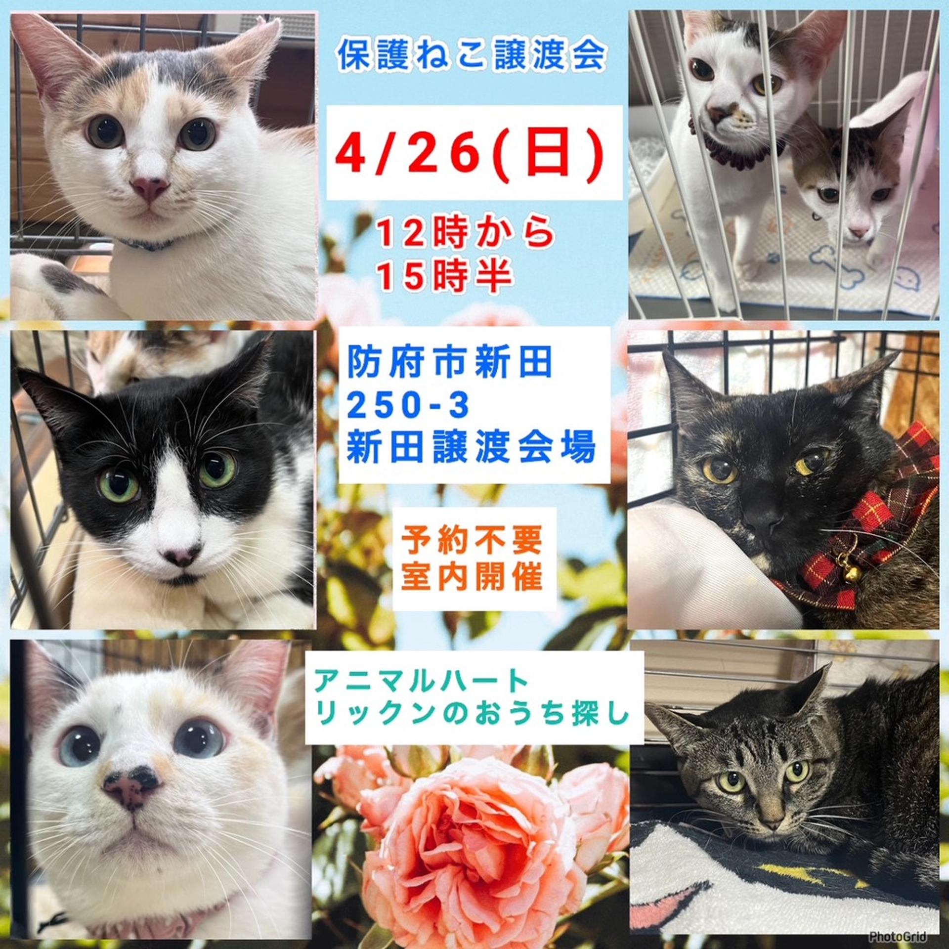 pet-image-7