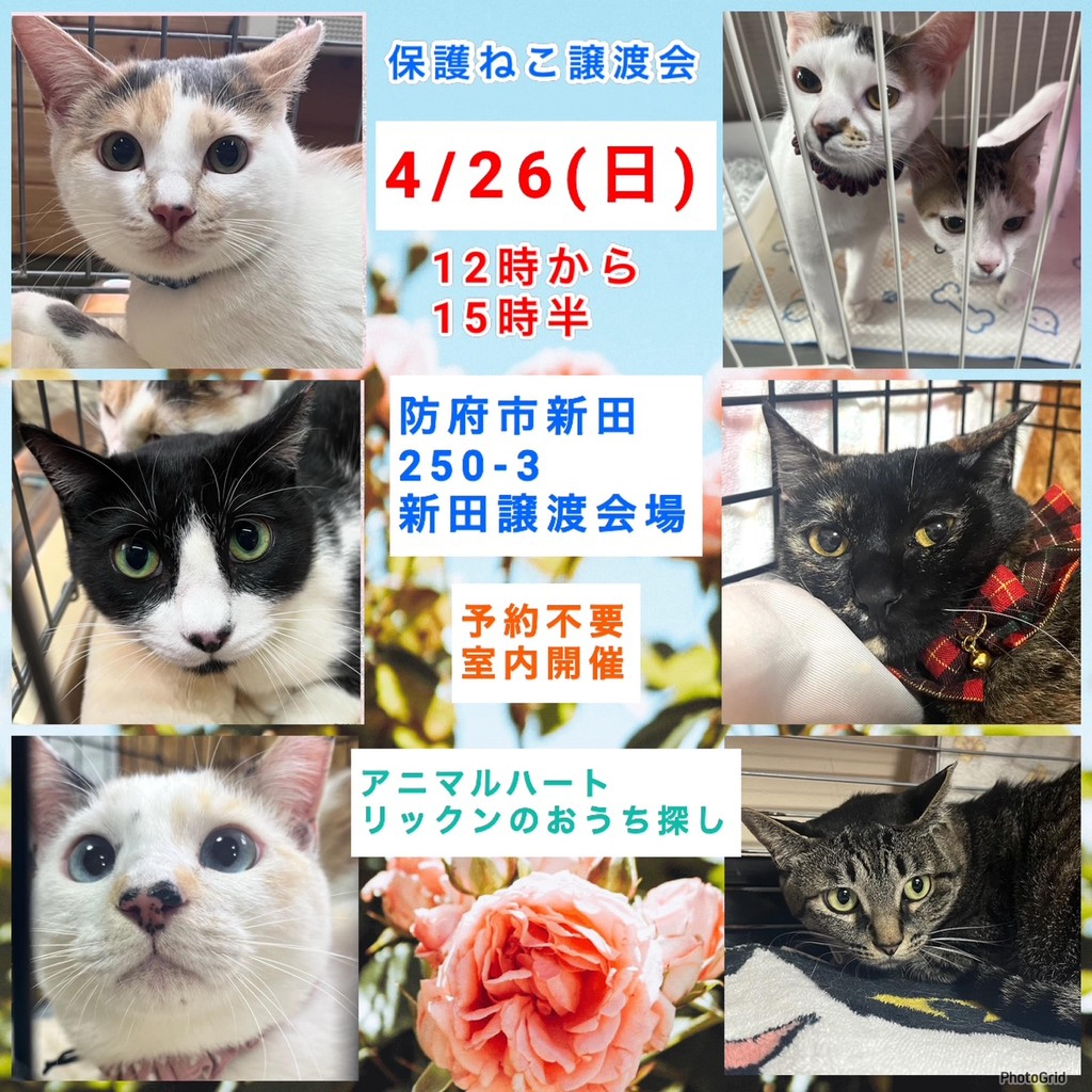 pet-image-7
