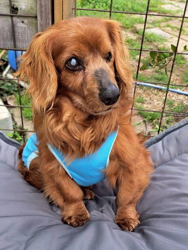 ミニチュア・ダックスフンド・オスの里親募集の写真