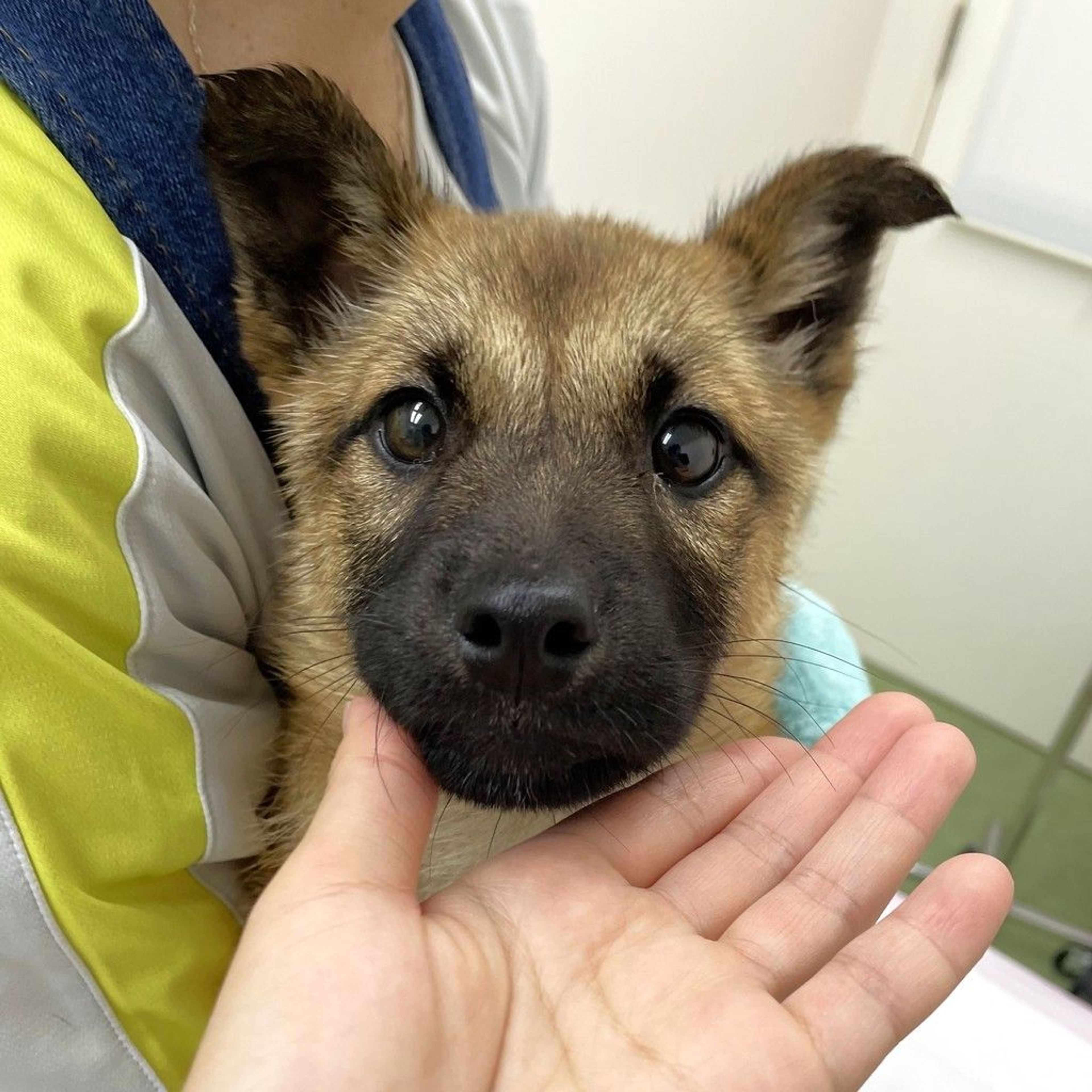 雑種（ミックス犬）・オスの里親募集の写真