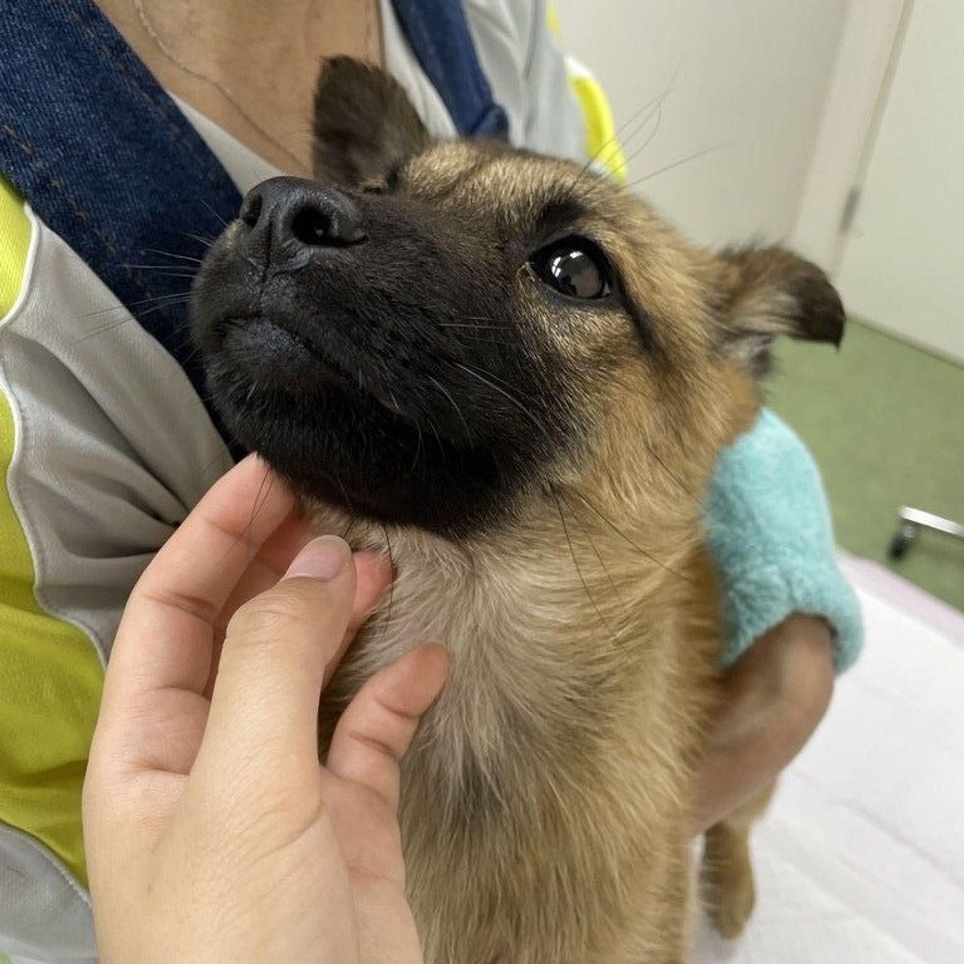 雑種（ミックス犬）・オスの里親募集の写真