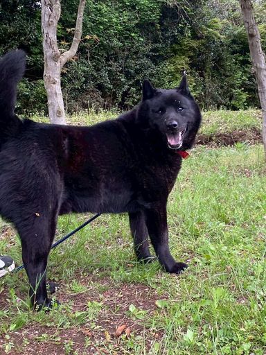 雑種（ミックス犬）・オスの里親募集の写真