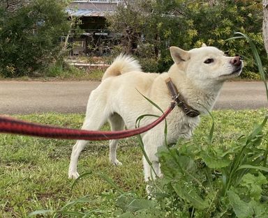 雑種（ミックス犬）・オスの里親募集の写真