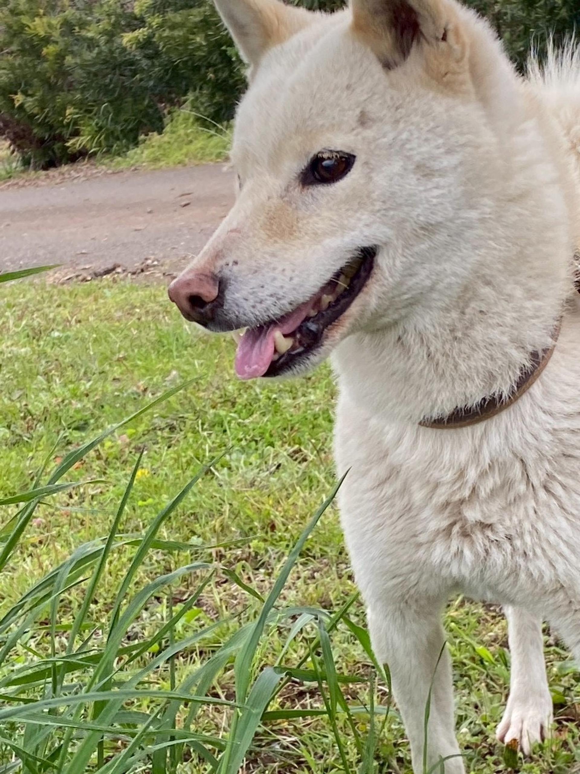 pet-image-2