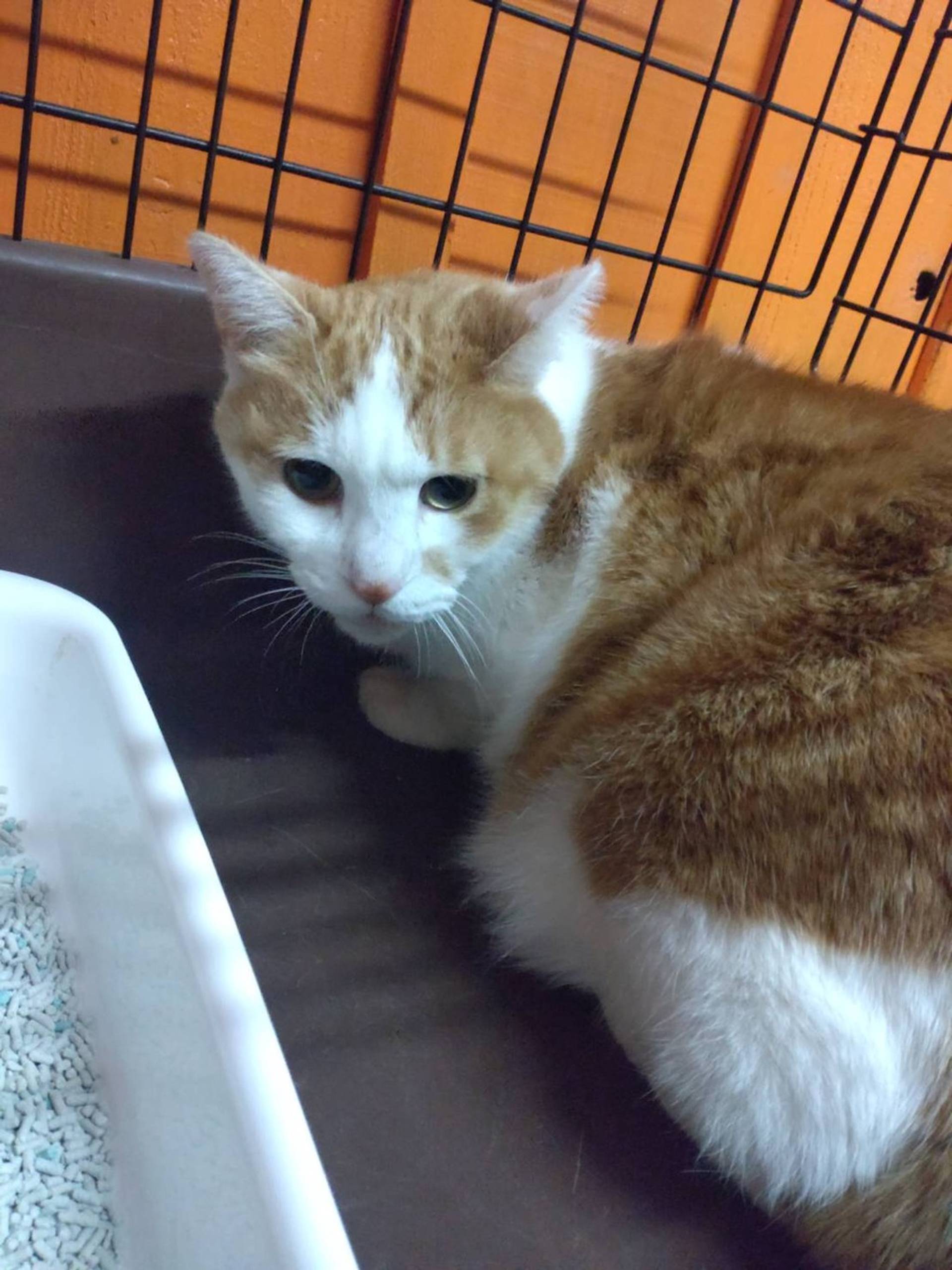 雑種（ミックス猫）・オスの里親募集の写真