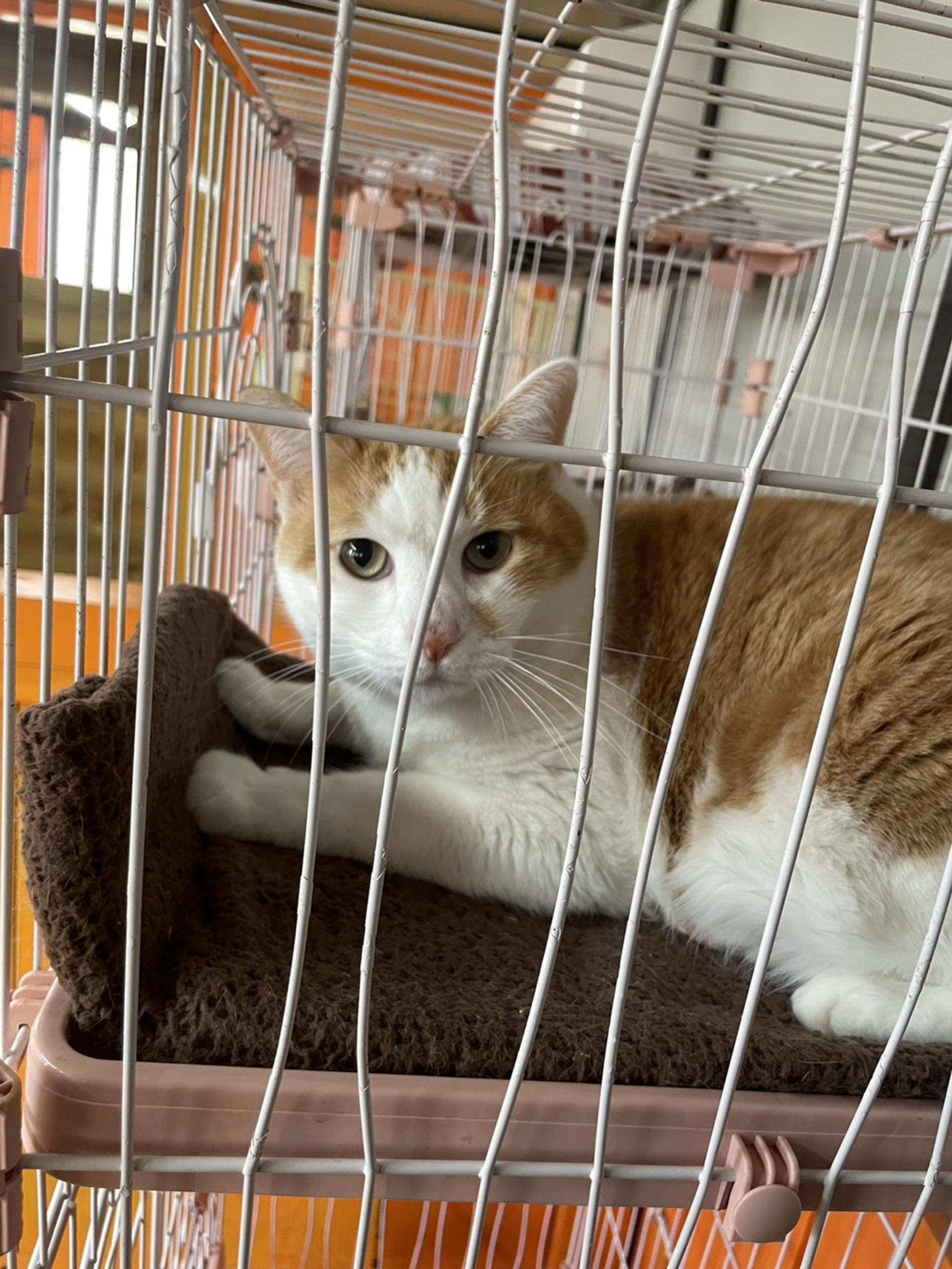pet-image-3
