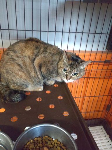 日本猫・メスの里親募集の写真