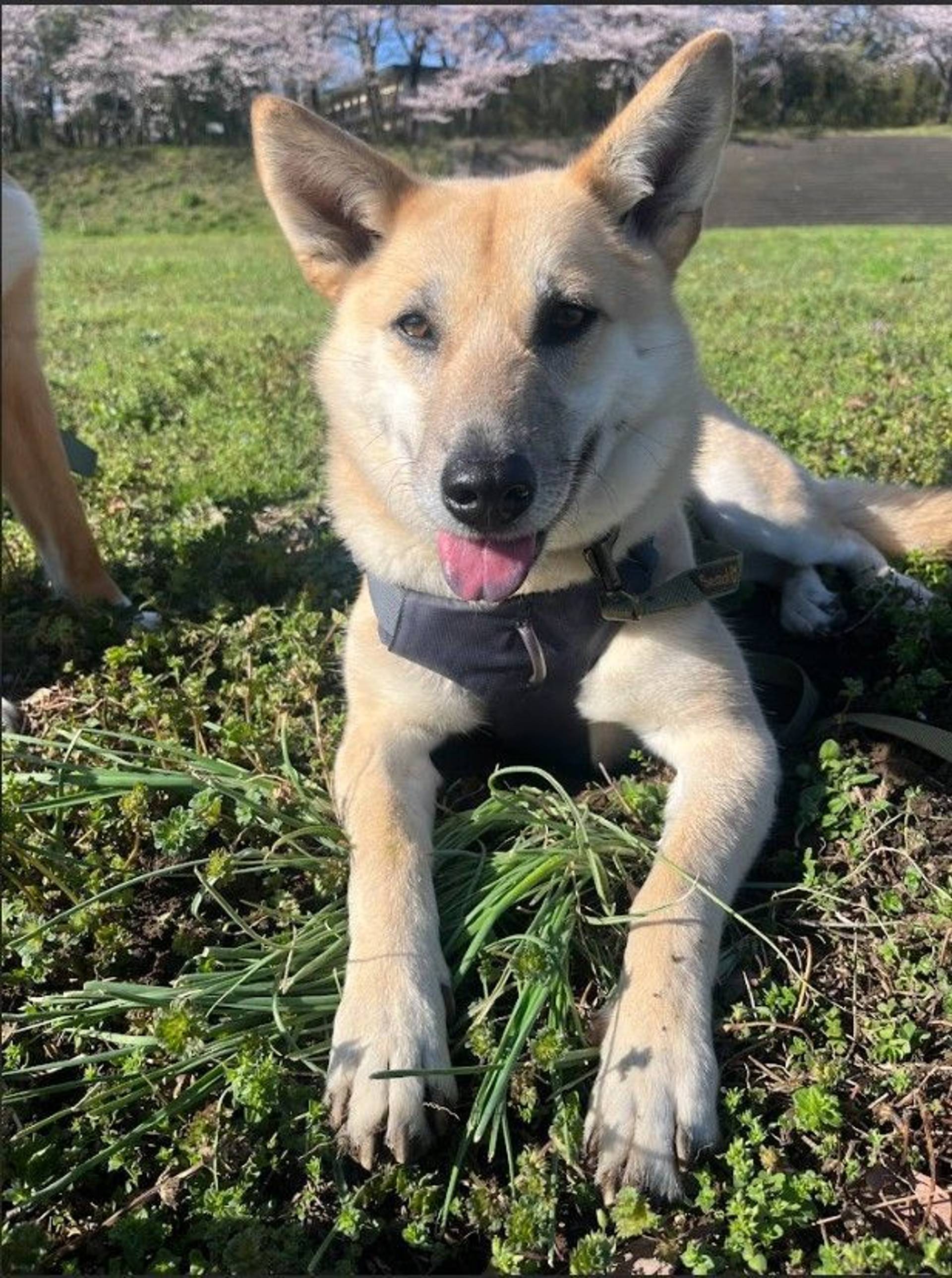 雑種（ミックス犬）・メスの里親募集の写真