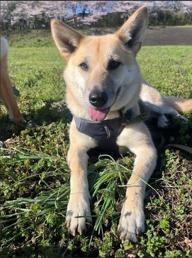 雑種（ミックス犬）・メスの里親募集の写真
