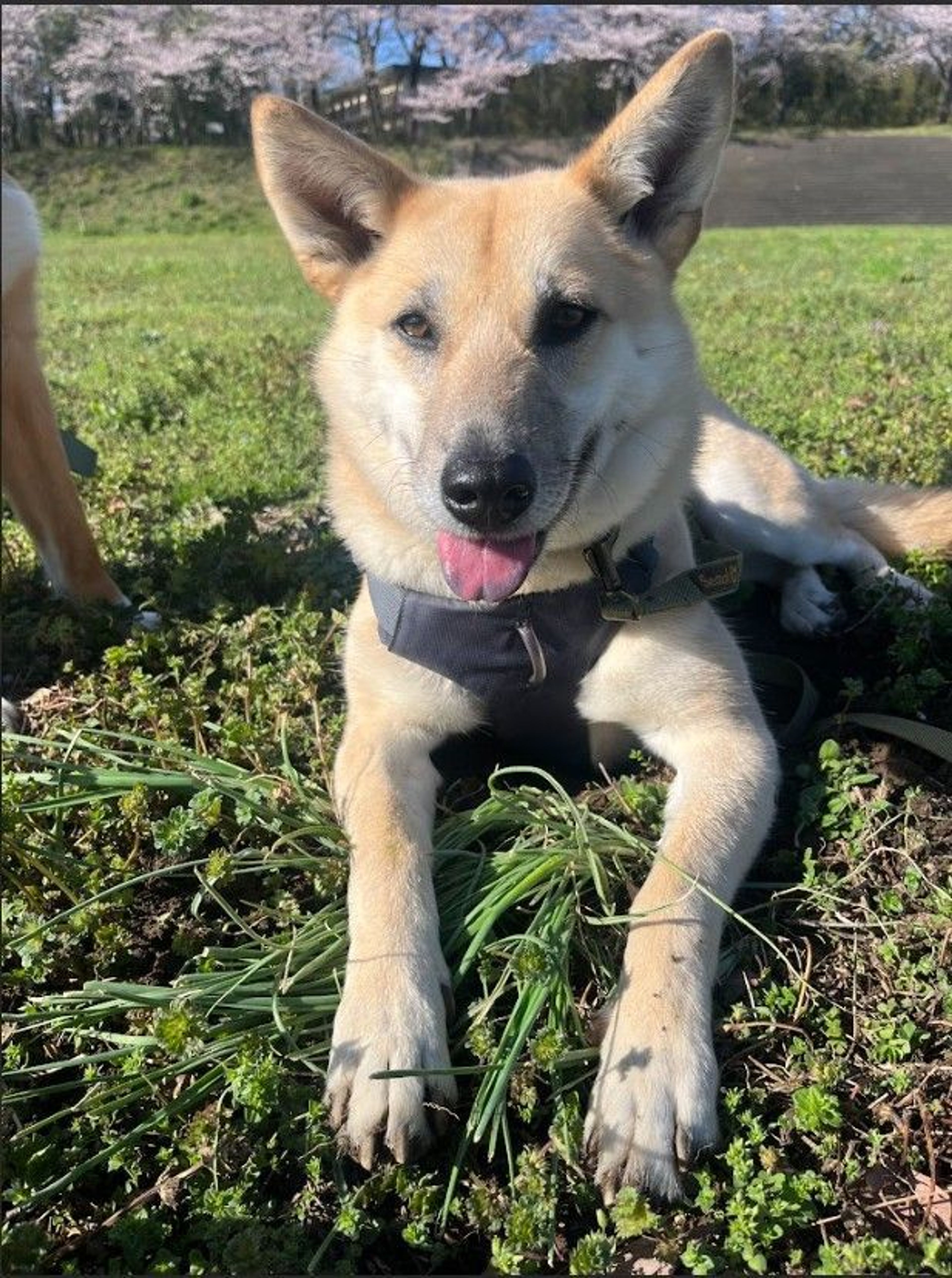 雑種（ミックス犬）・メスの里親募集の写真