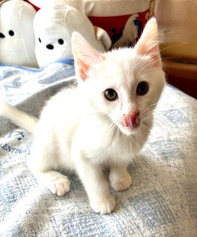 雑種（ミックス猫）・オスの里親募集の写真