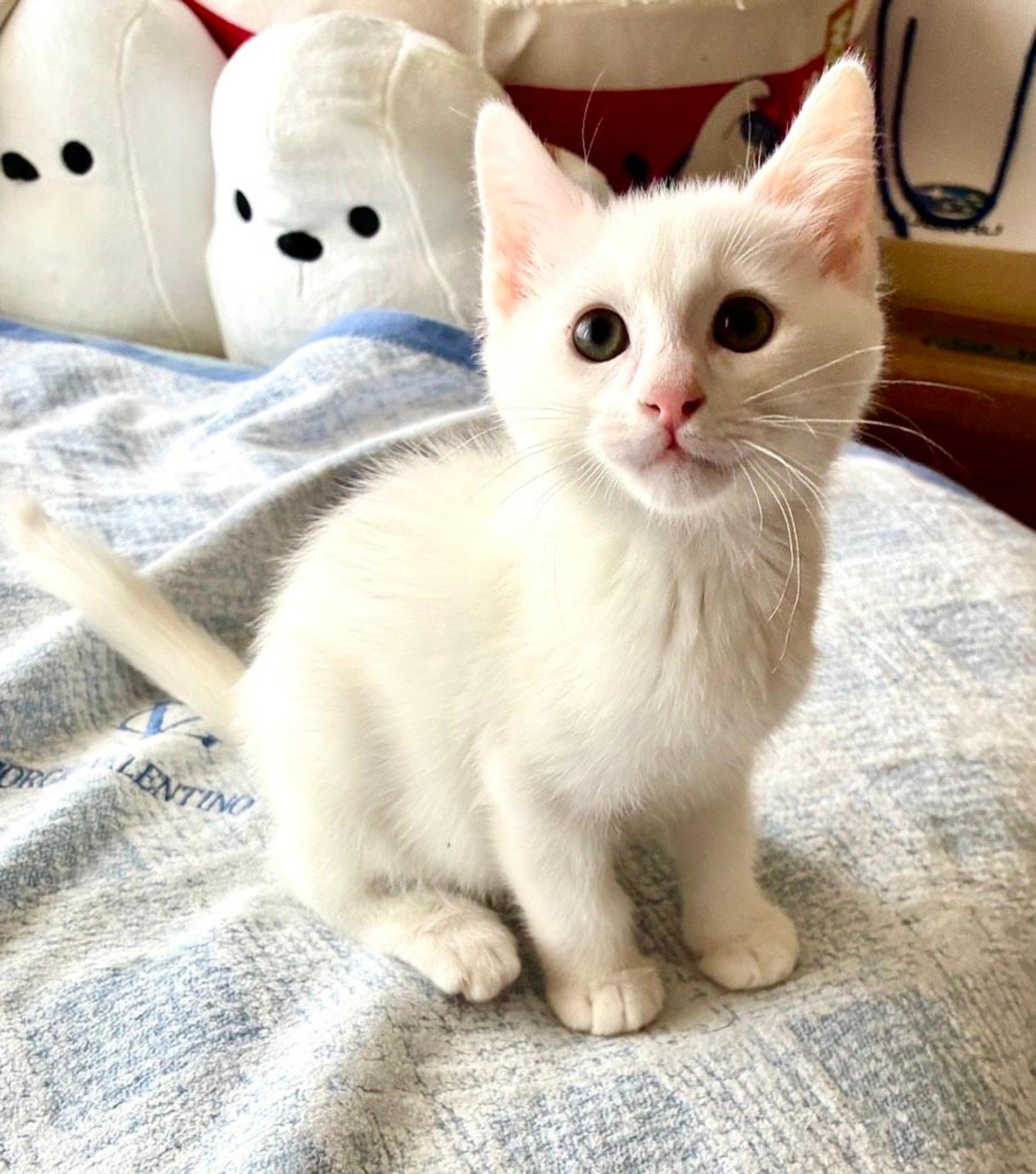 pet-image-2