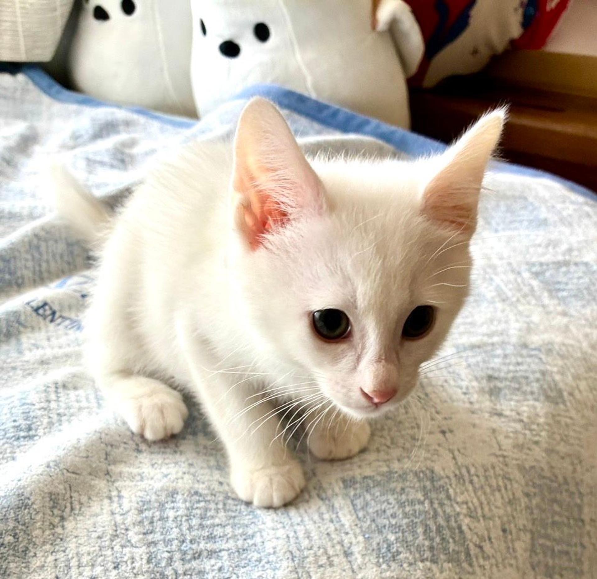 pet-image-3