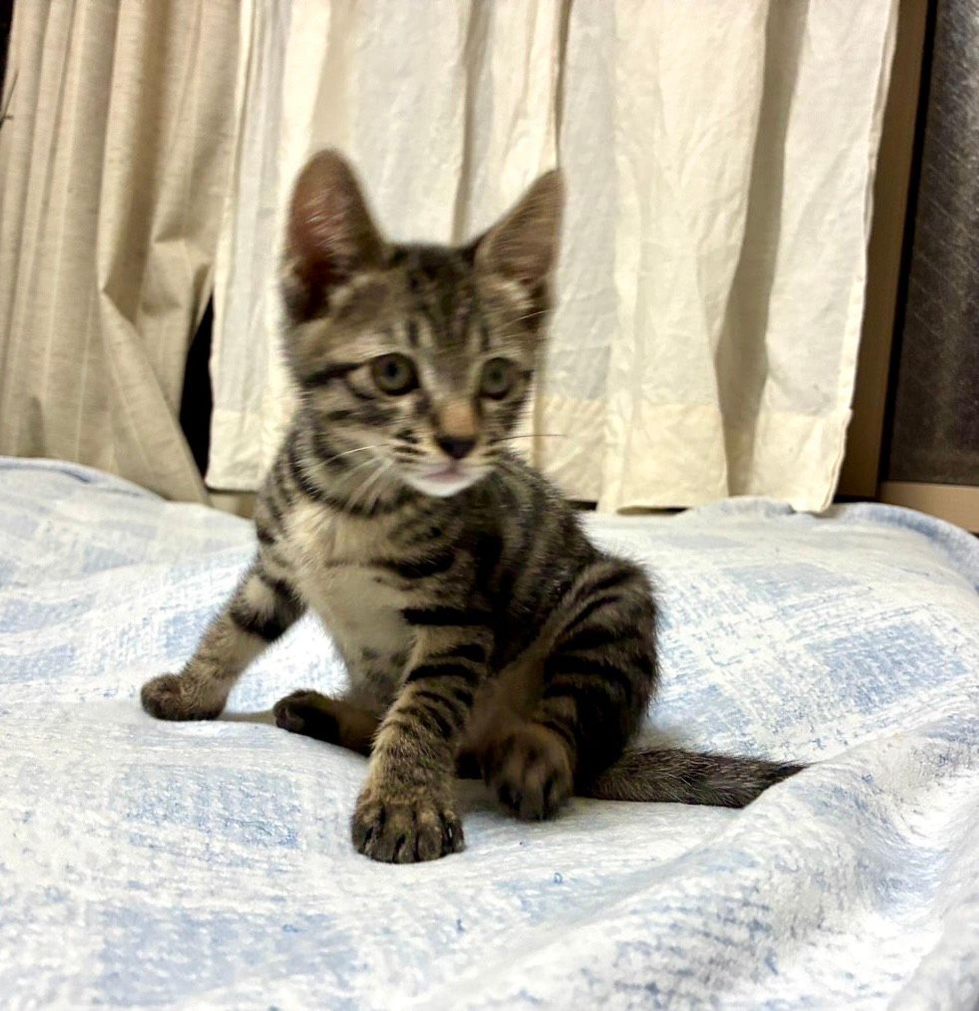 pet-image-2