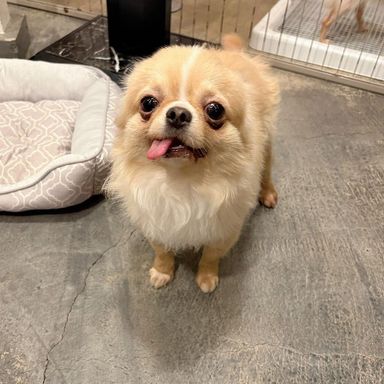 チワワ・オスの里親募集の写真