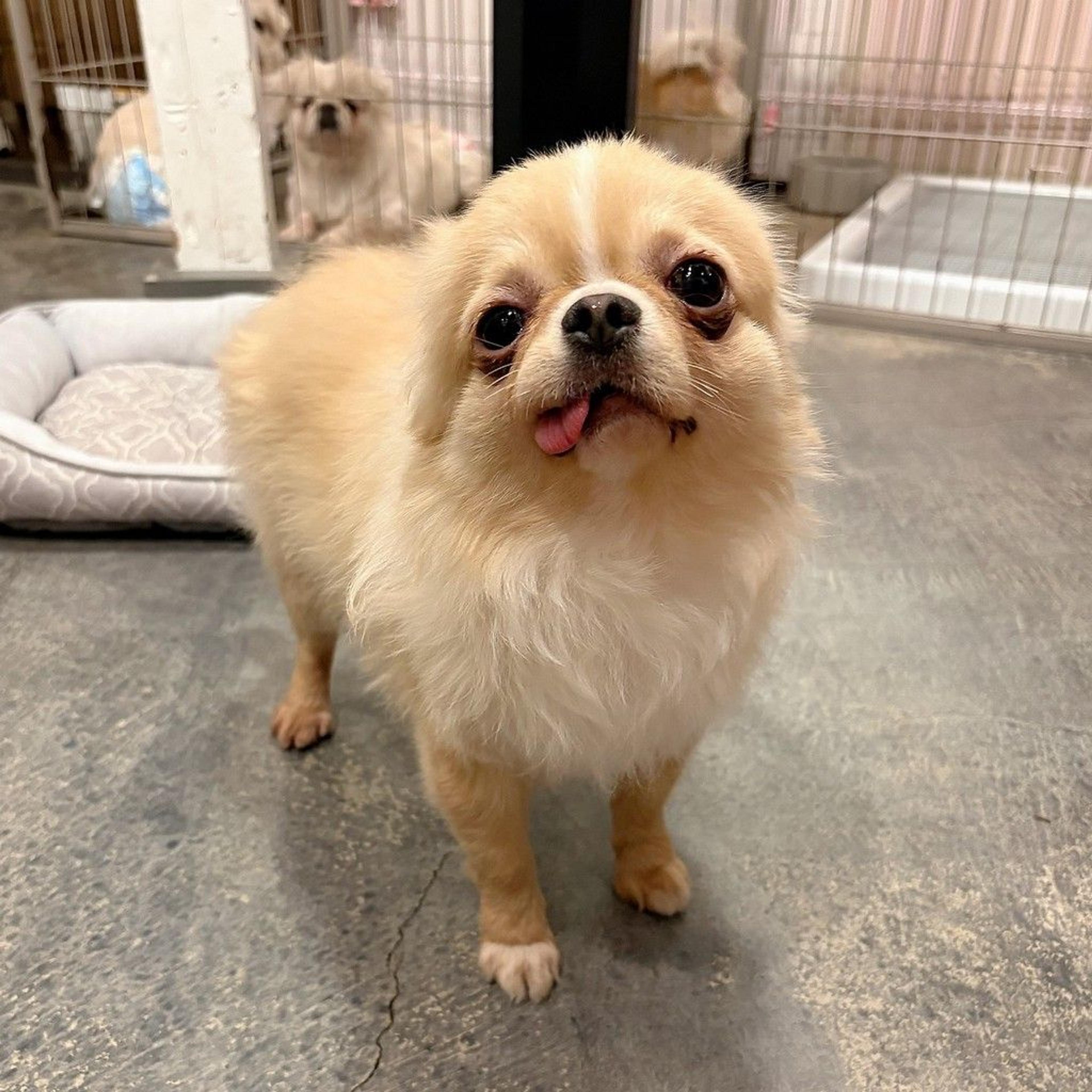 pet-image-2