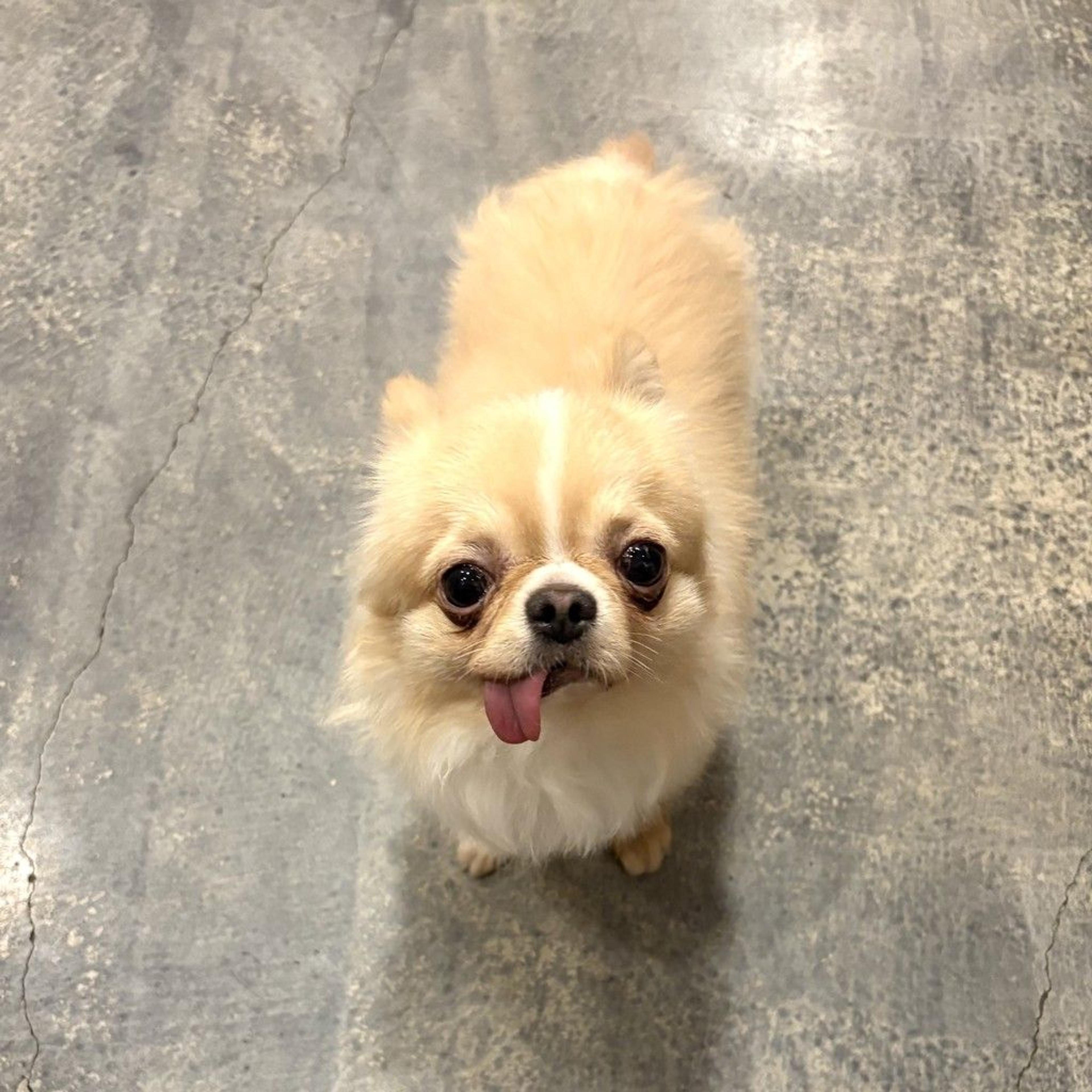 pet-image-4