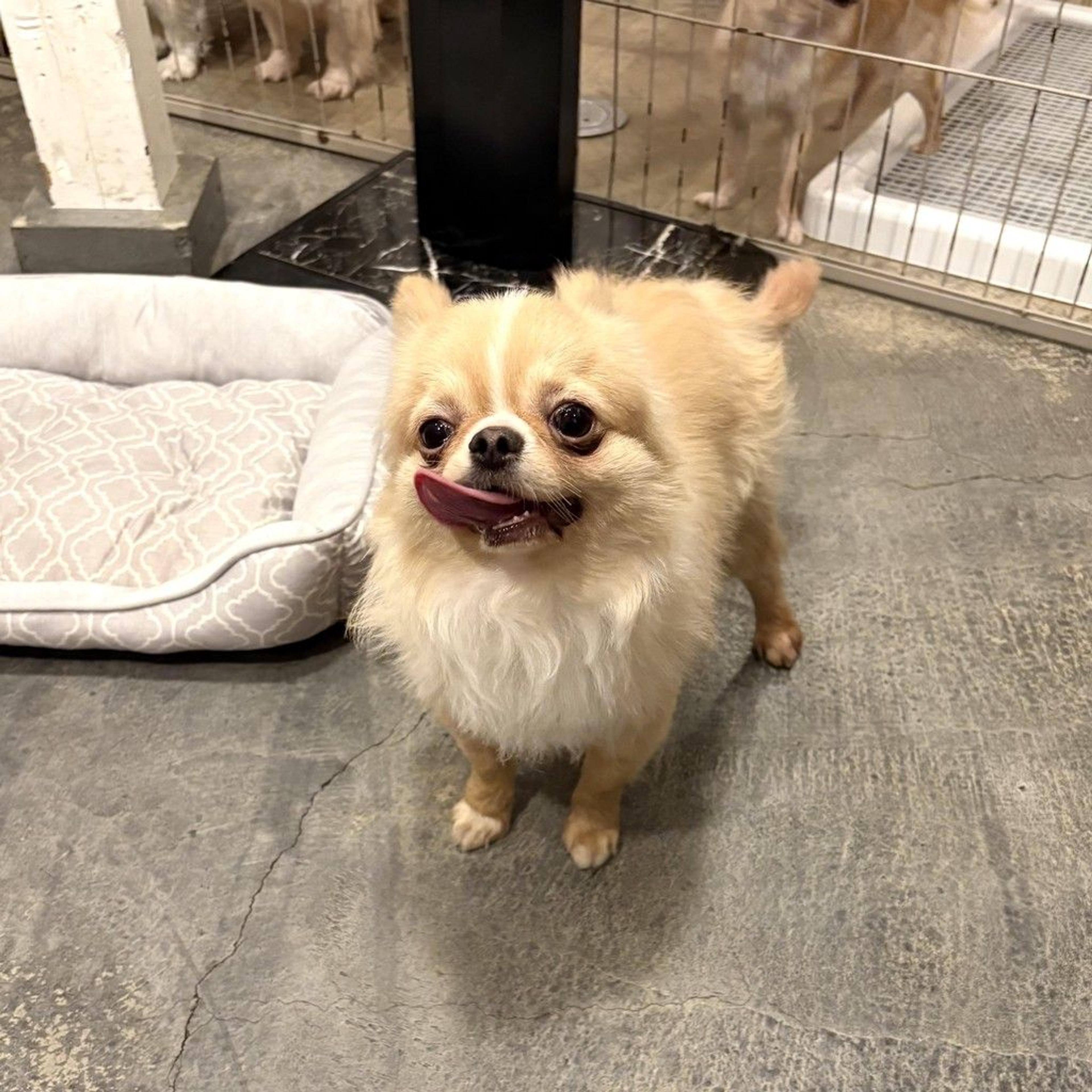 pet-image-5